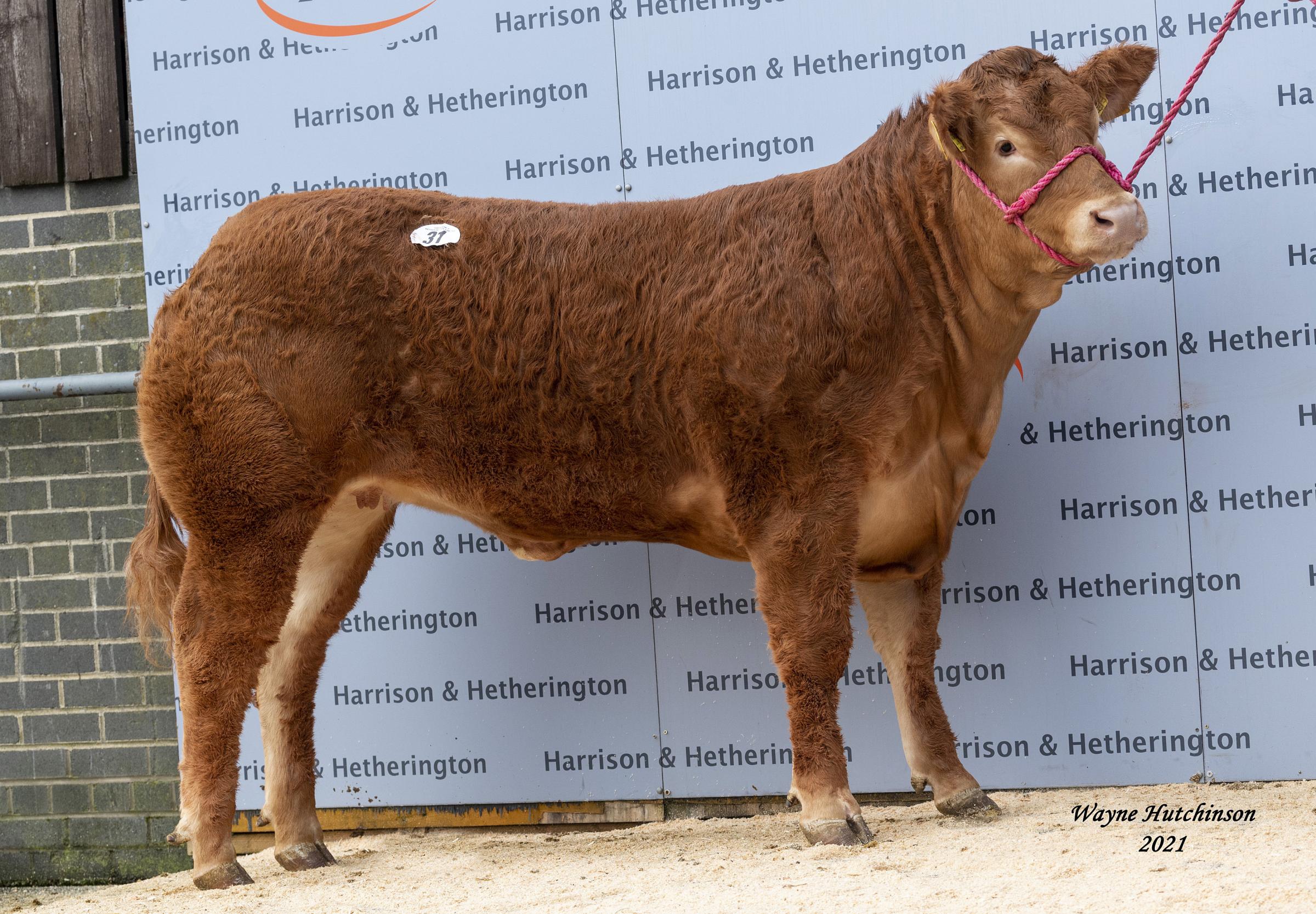 Wilodge Poshspice sold for a world record price of 250,000gns