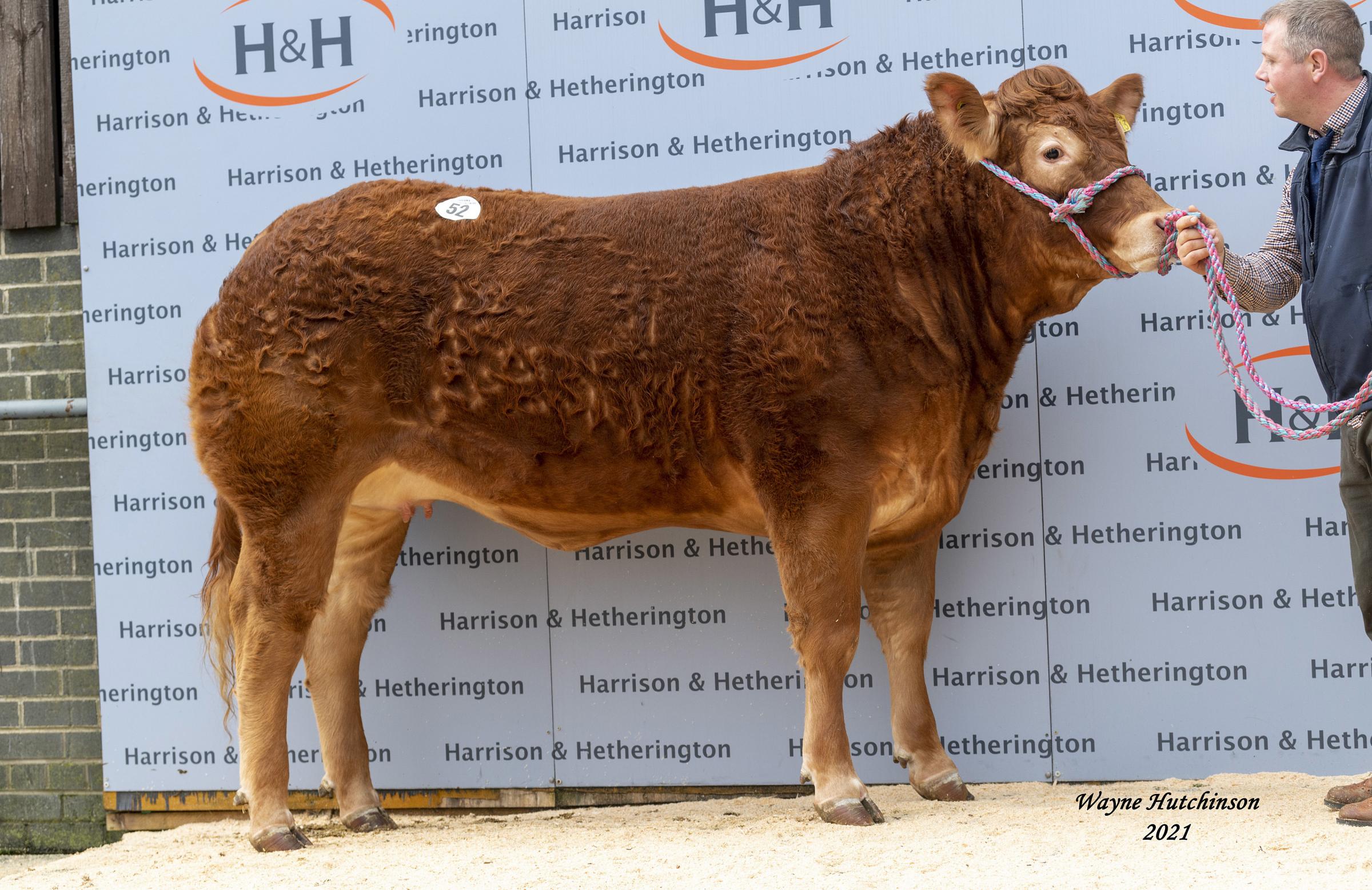 Top price for Doug Mashs Brockhurst consignment was 15,000gns paid for Brockhurst Prudence 