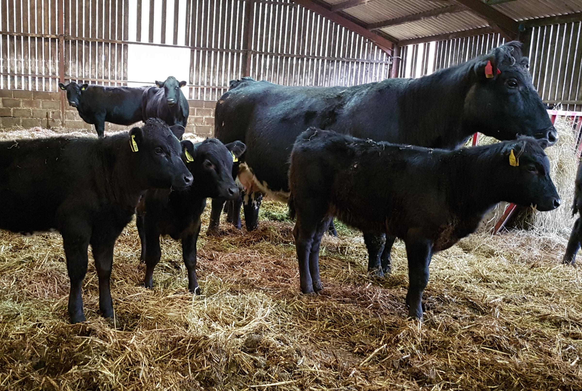 The herd at Berryhill is mainly Angus crosses and produce high health calves