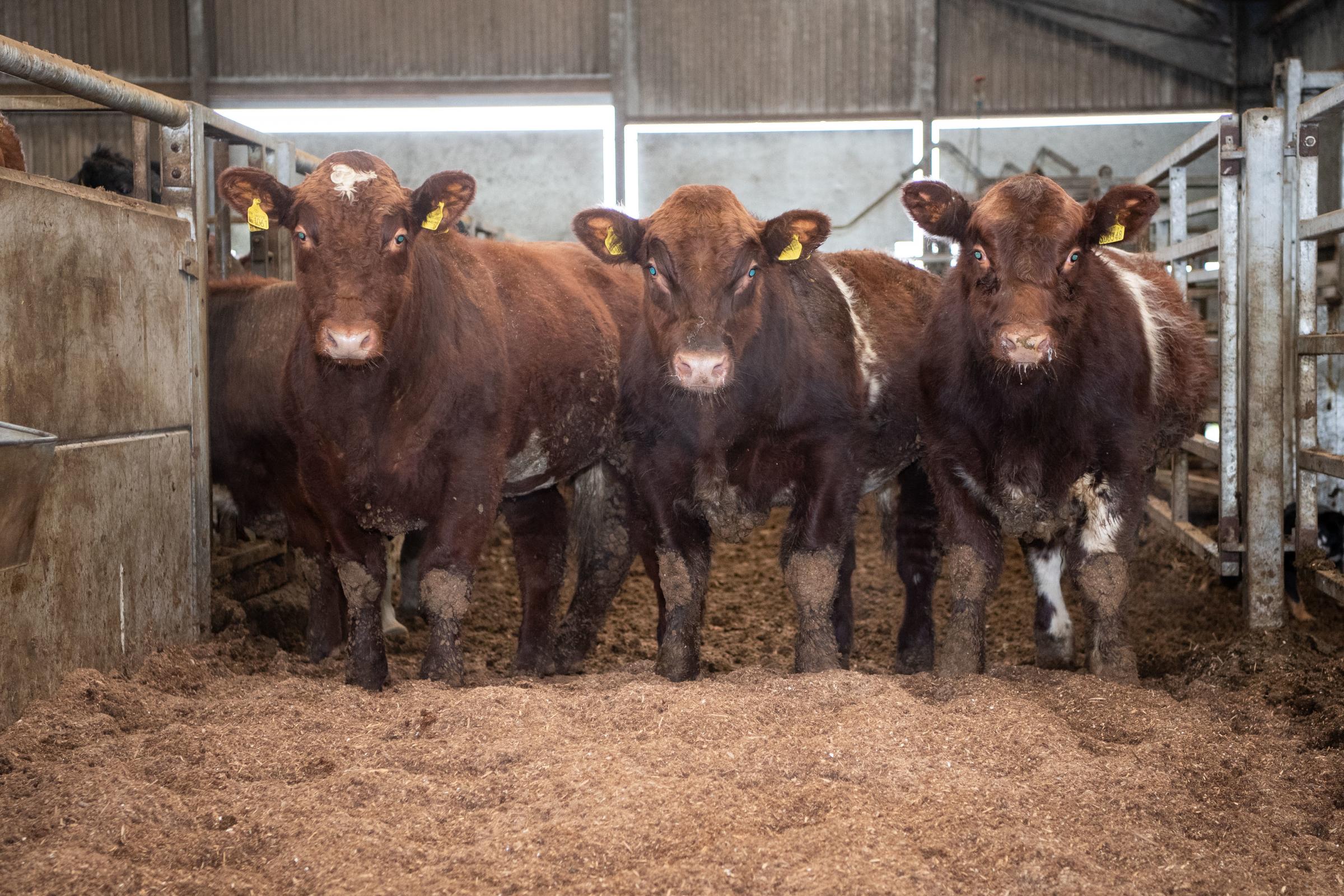 some of the young bulls at Leeburn showing future potential Ref:RH280121228 Rob Haining / The Scottish Farmer...
