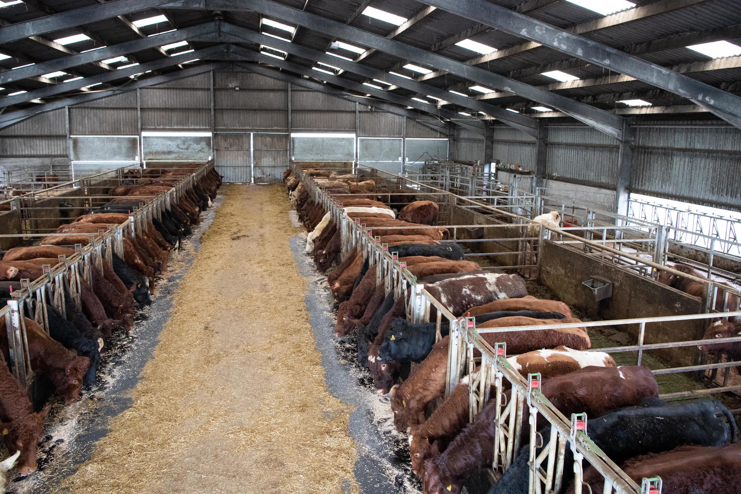 the herd is housed from October through to the middle of May, depending on the weather and with ease of management, fleshing ability, milkiness and good temperament mean they are the ideal type of cattle to work with Ref:RH280121223 Rob Haining / The S