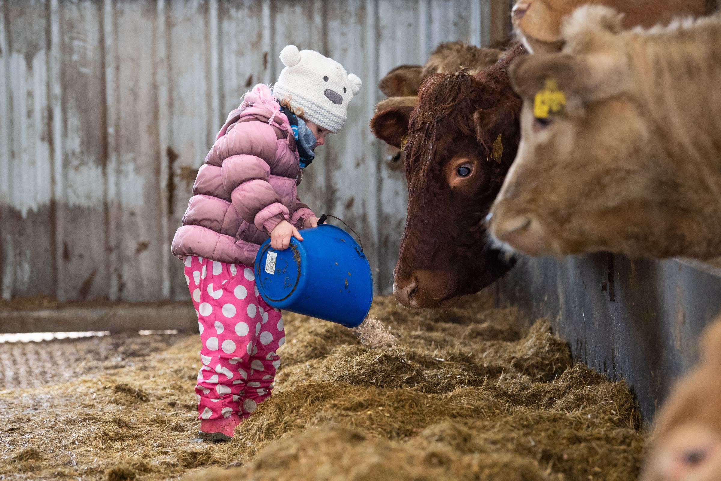 Kaite is keen to help feeding the store cattle Ref:RH280121245 Rob Haining / The Scottish Farmer...