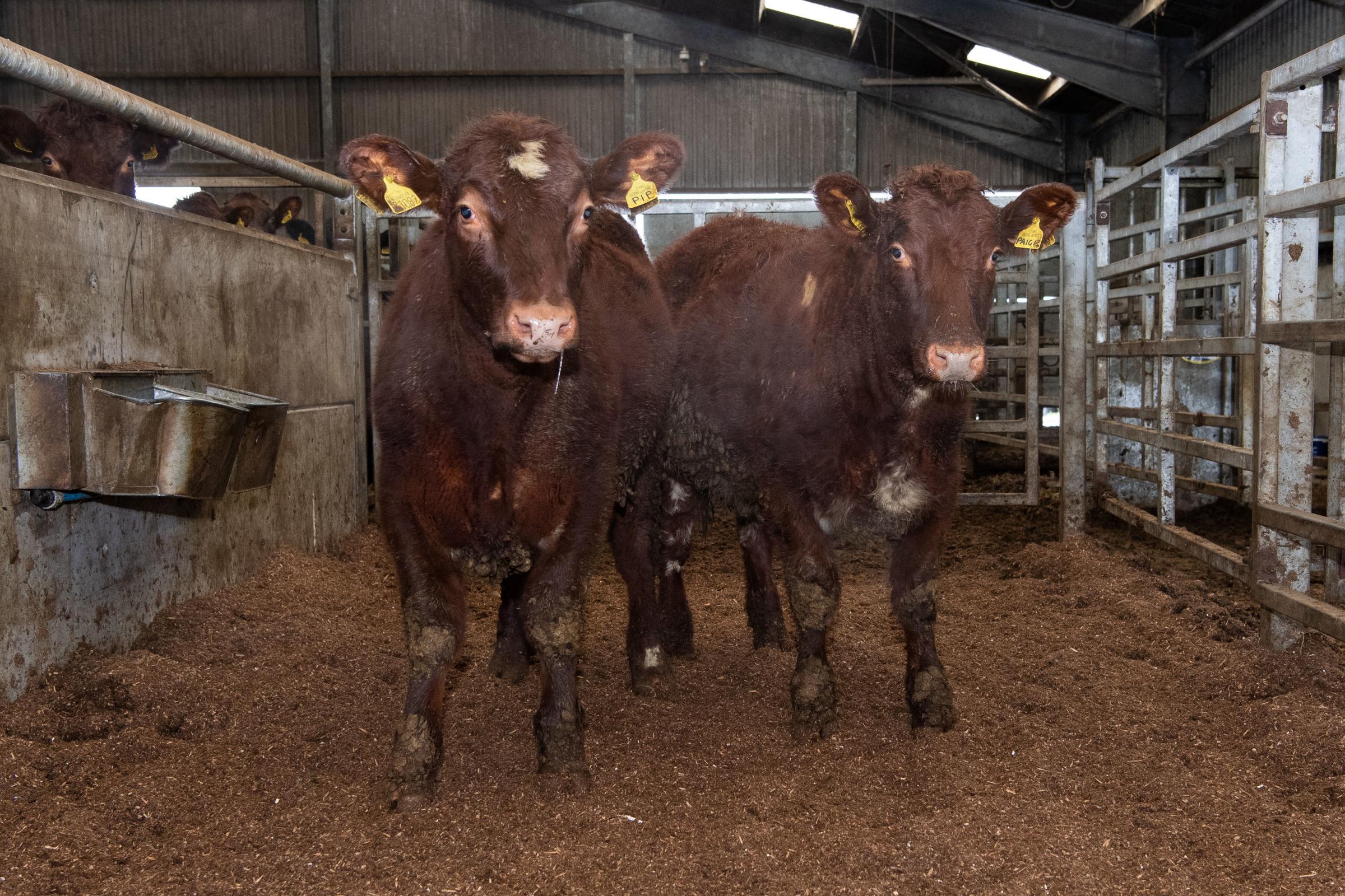 some of the Heifers, which get calve at 2.5 years old Ref:RH280121258 Rob Haining / The Scottish Farmer...