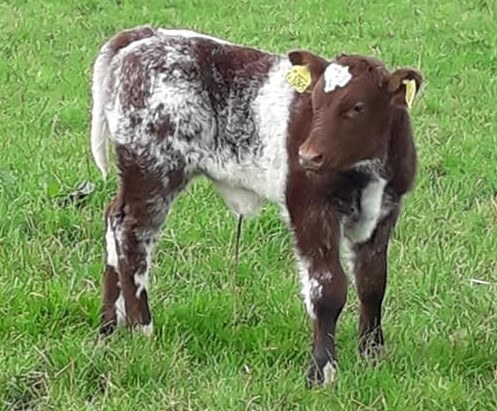 Leeburn Potcheen, first calf by Castlemount Masterpiece, born unassisted mid September 2020