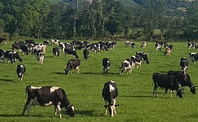 Rathard Holsteins are out at grass 300 days of the year 