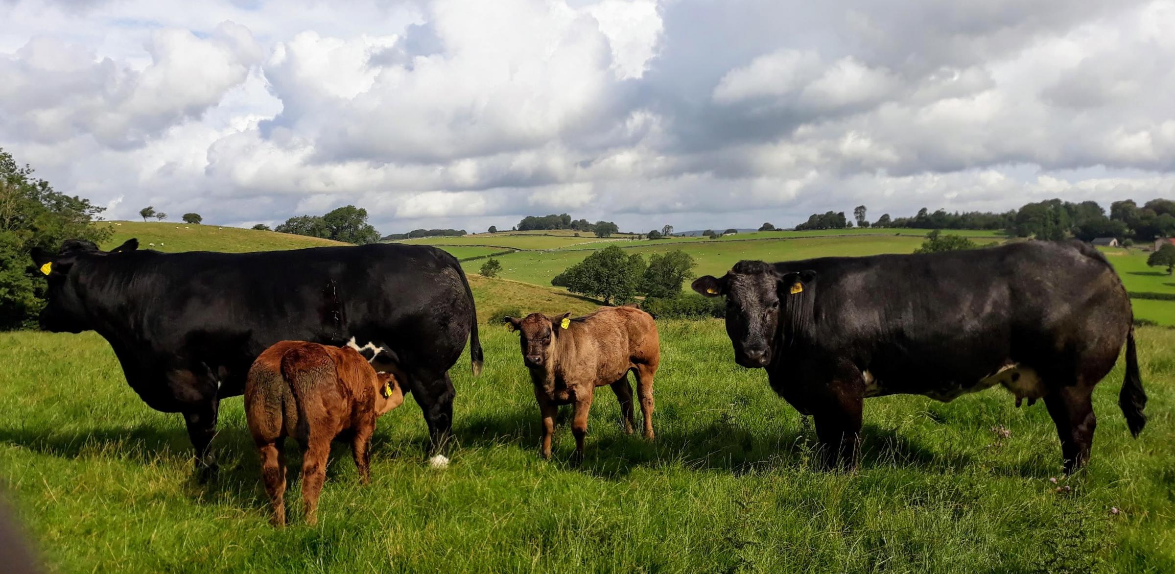 Typical quality Blue and Limousin cross females the Sedgleys aim to breed from enjoying last years summer grass
