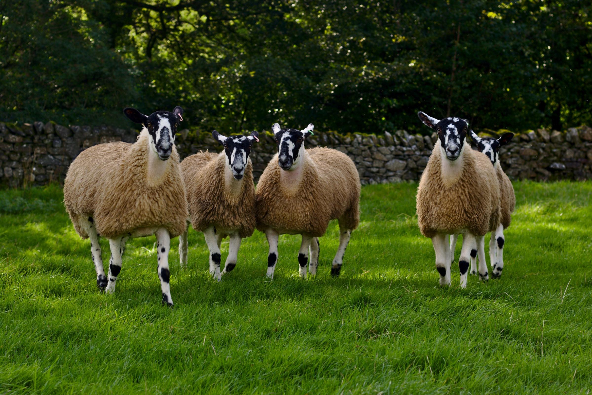 Home-bred breedy-looking Mule gimmers 