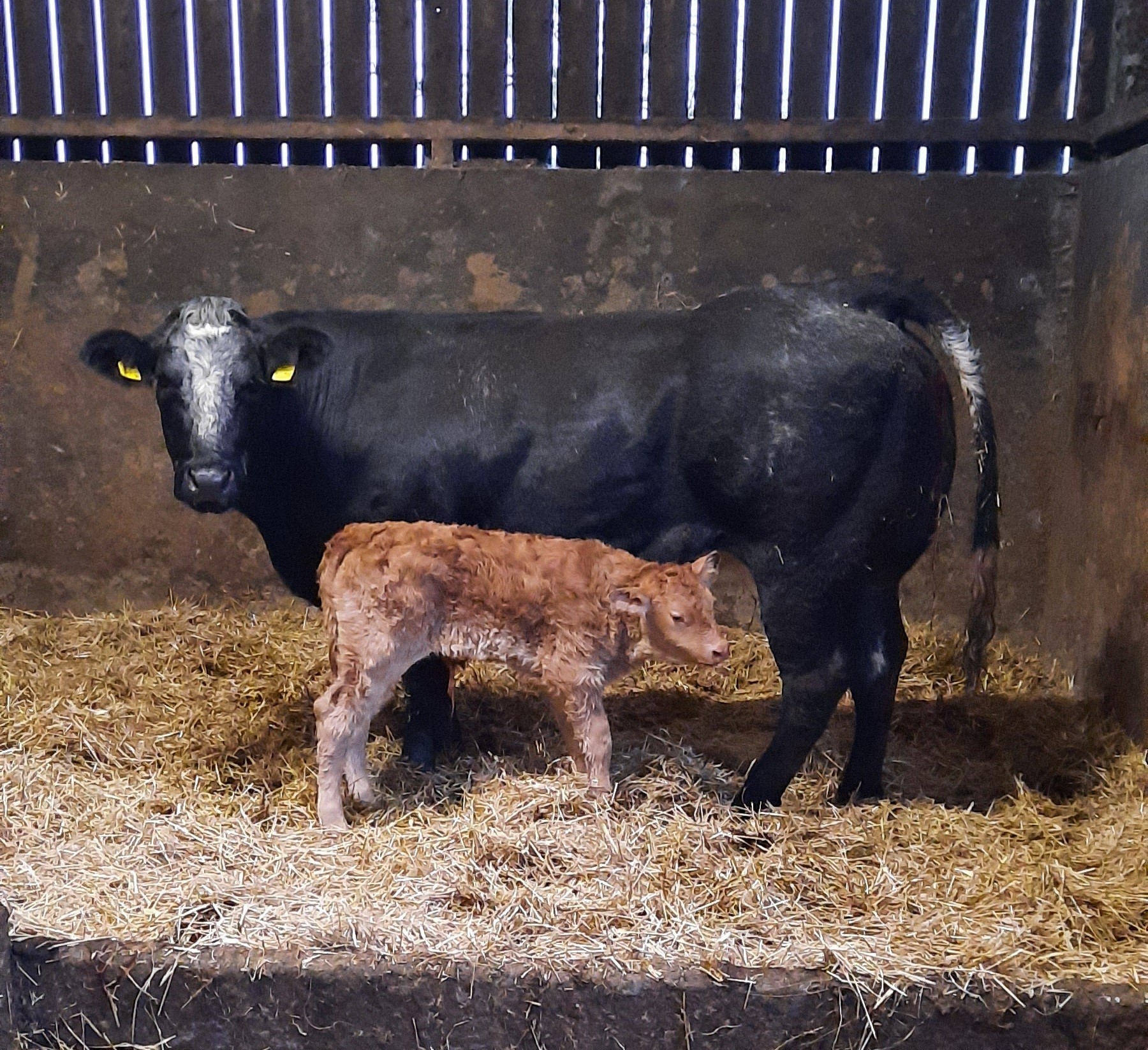 Home-bred two-year-old Limousin cross heifer by Netherhall Henry, with her newborn calf by the easy calving sire, Wilodge Inch by Inch