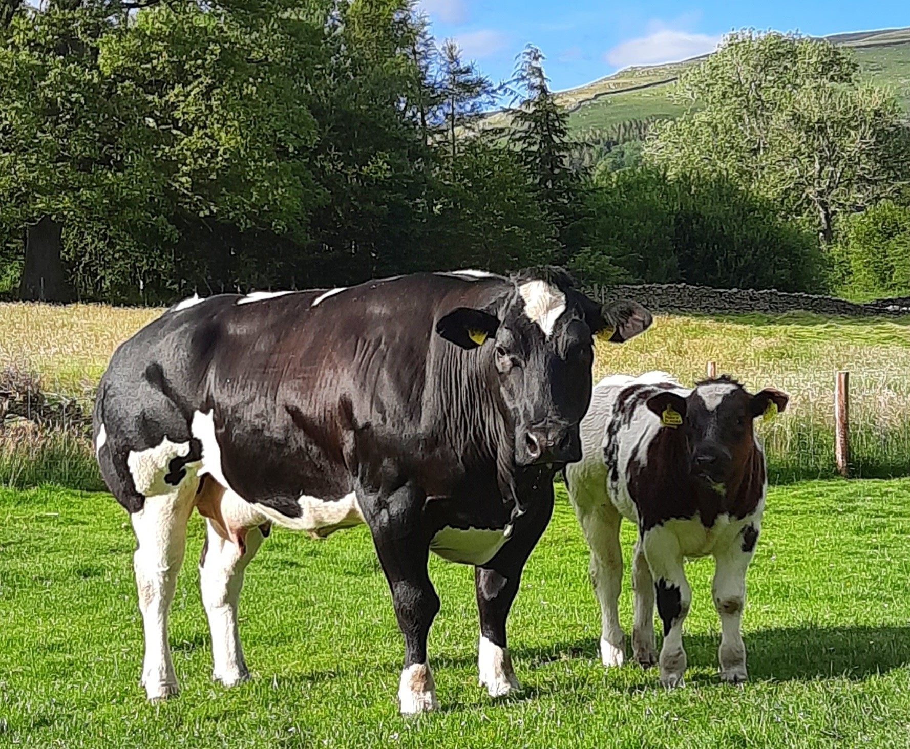 First British Blue bull calf Langstroth PeakyBlinder, photographed in July, 2020, and his dam Langstroth MissMoneypenny