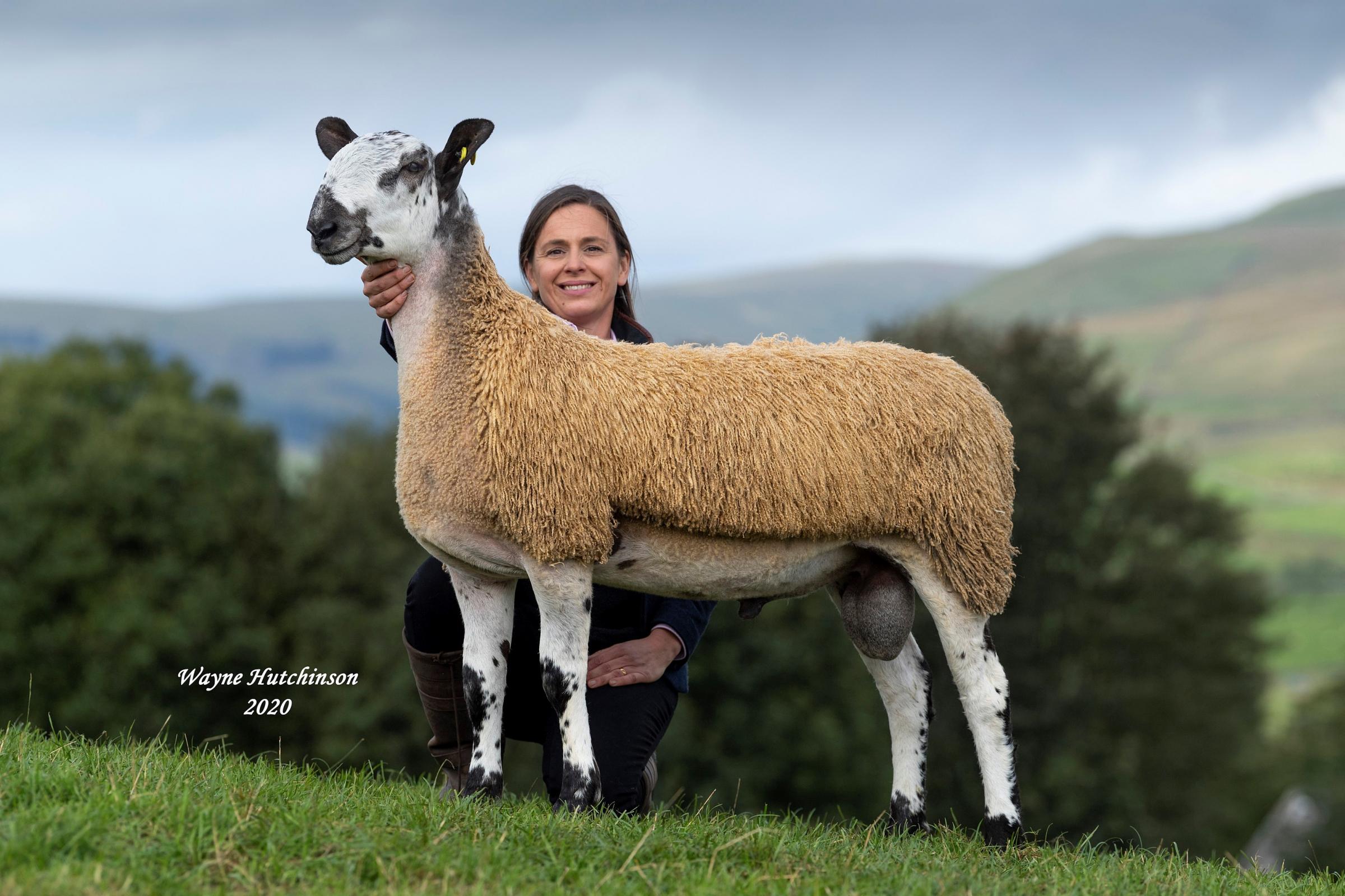 The Langstroth N1 tup lamb sold at Hawes last October for £16,000 