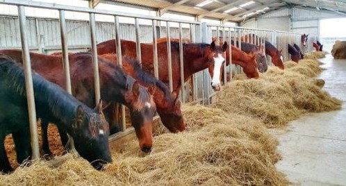 The Lohoars can expect 150 or more mares to come to them through the breeding season, as well as producing horses for sale