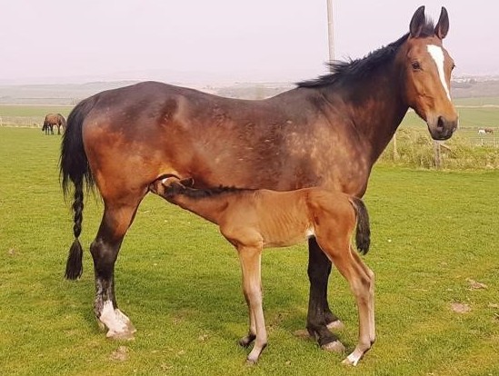 The outcome everyone wants – a happy and healthy foal