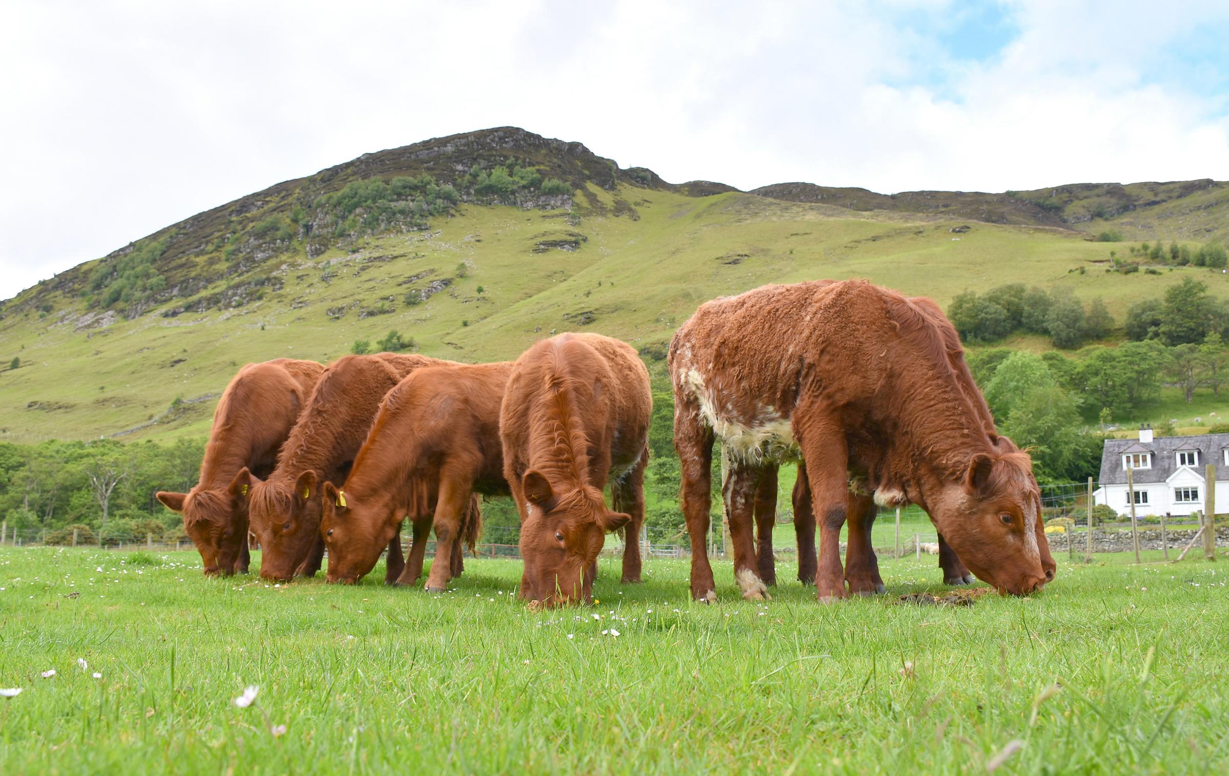 Scott Renwick breeds Luing cattle on his farm in north west Scotland. PICTURE: Chris McCullough