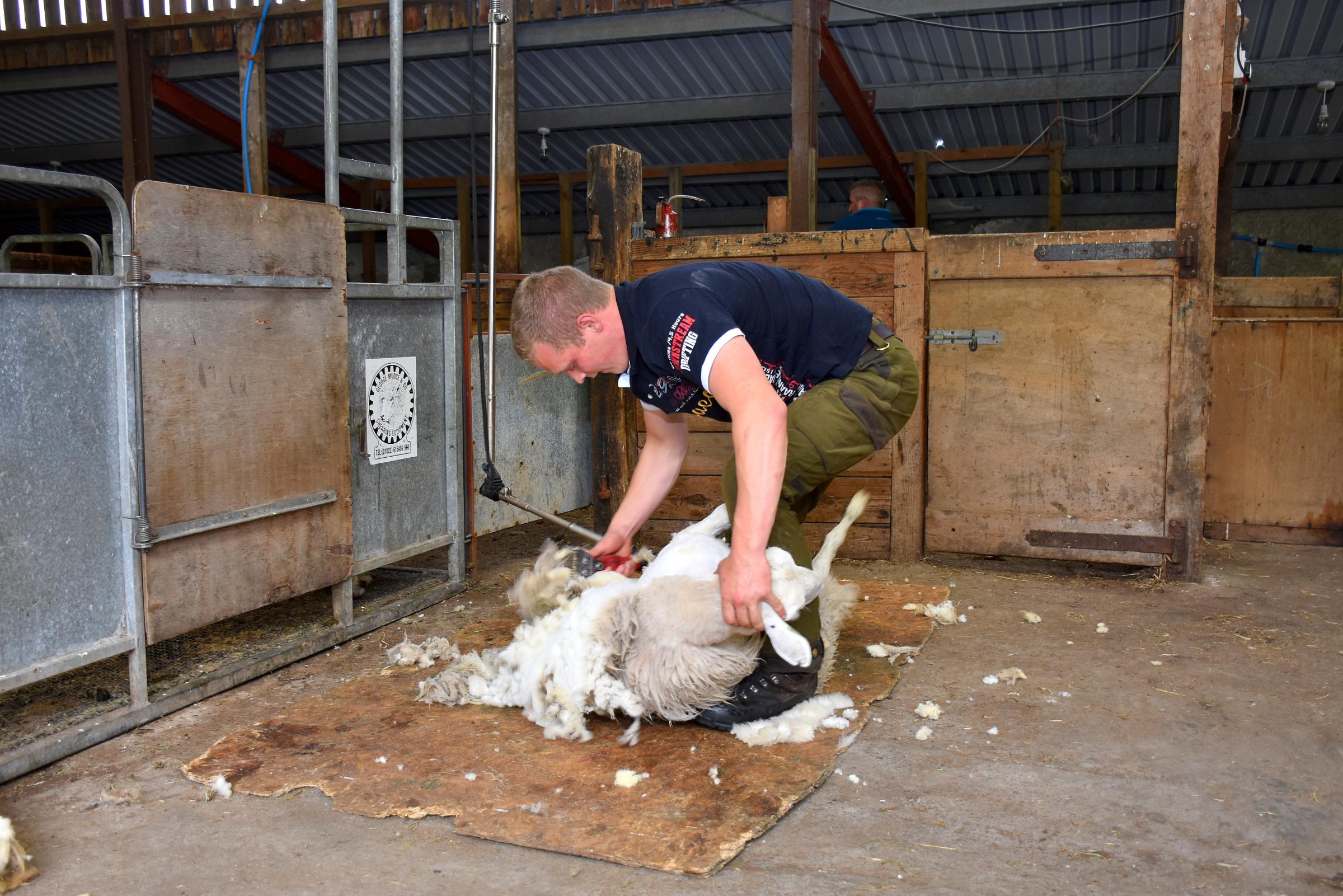 Farquhar is also a dab hand at sheep shearing. PICTURE: Chris McCullough