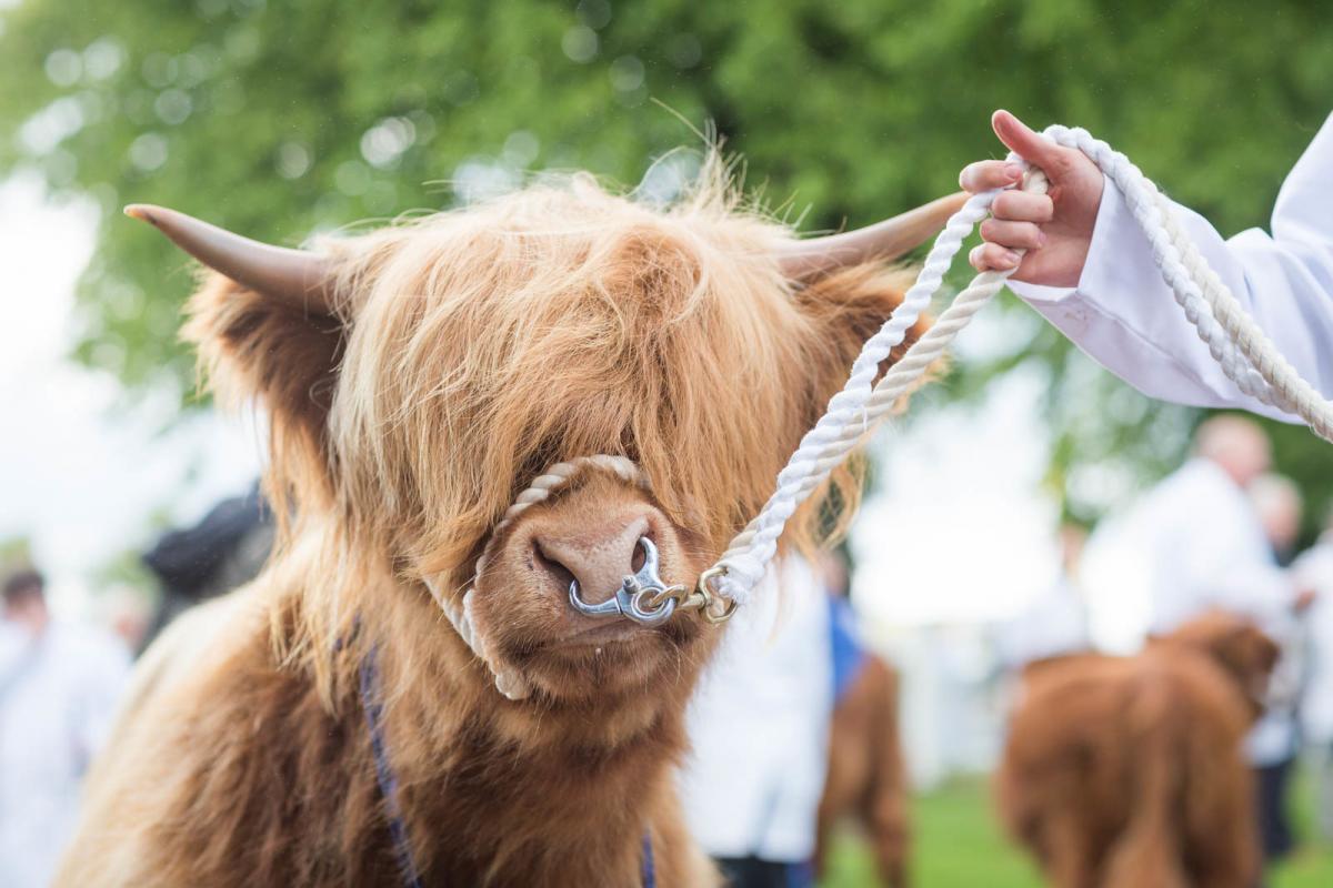 NATIVE BREEDS are set for a strong year at the Highland