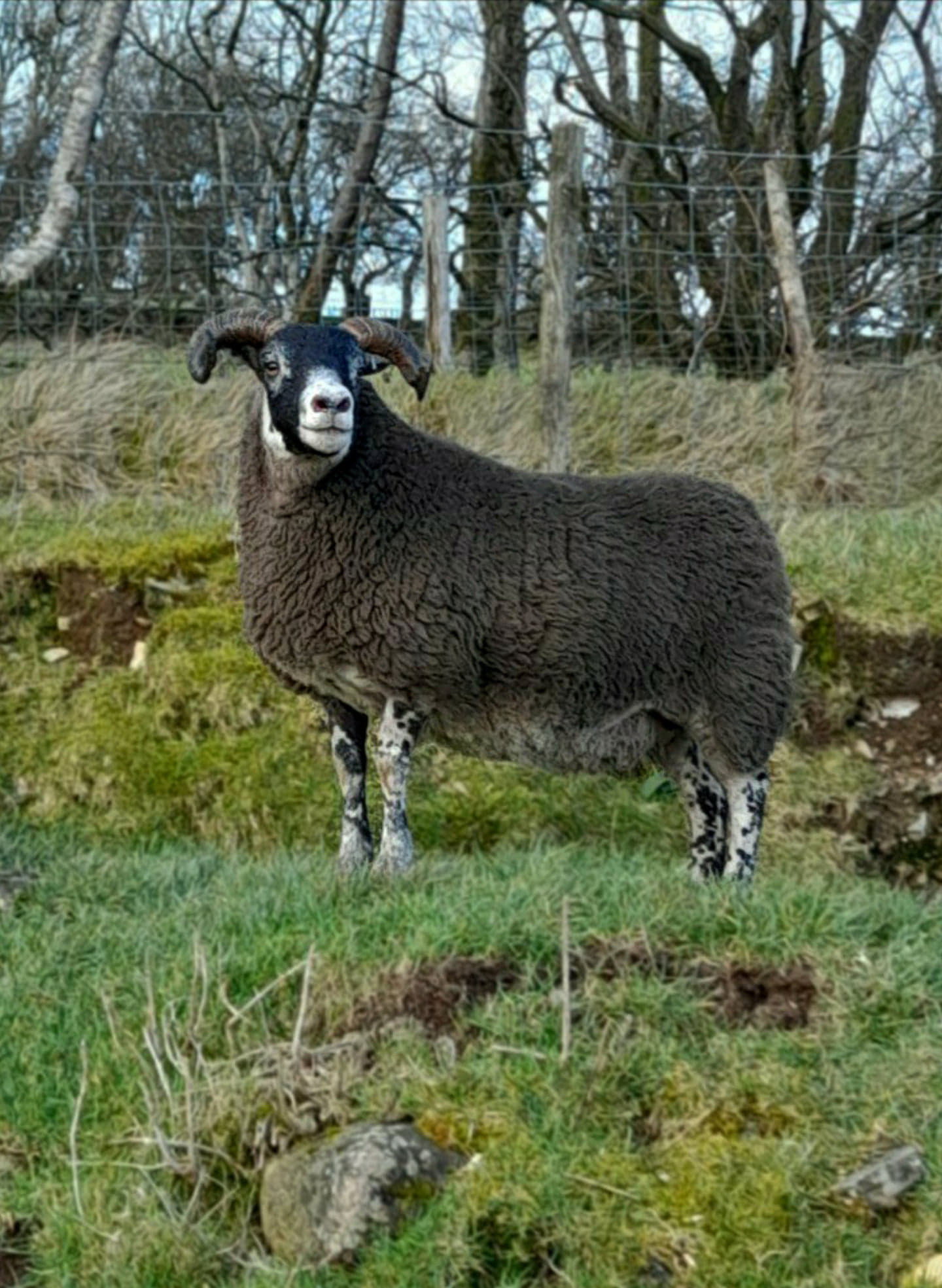 This two-crop ewe was Loughash pen leader at 10,200gns