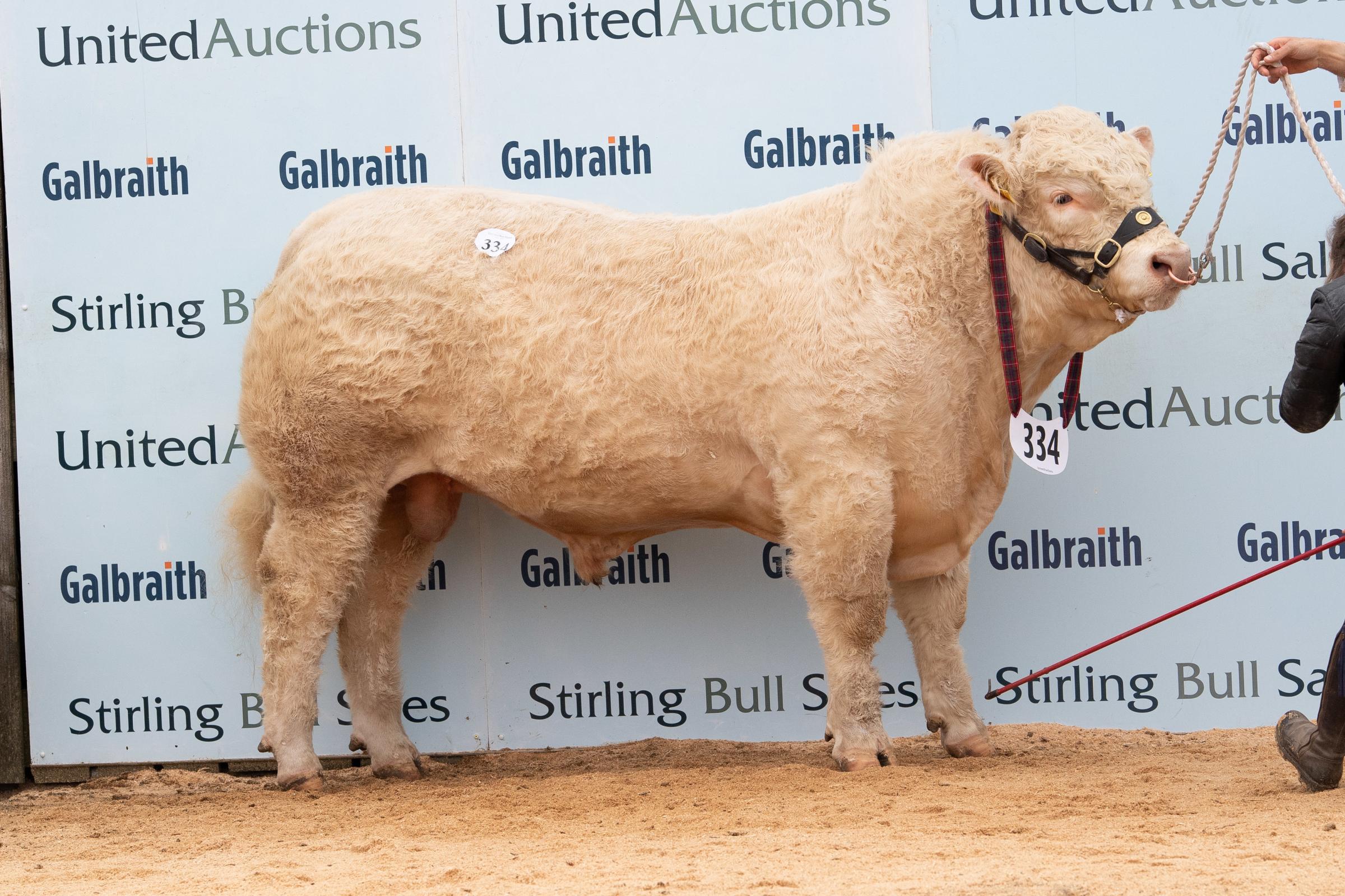 Solwayfirth Peterpan from I and D Goldie sold for 14,000gns Ref:RH280221464 Rob Haining / The Scottish Farmer...