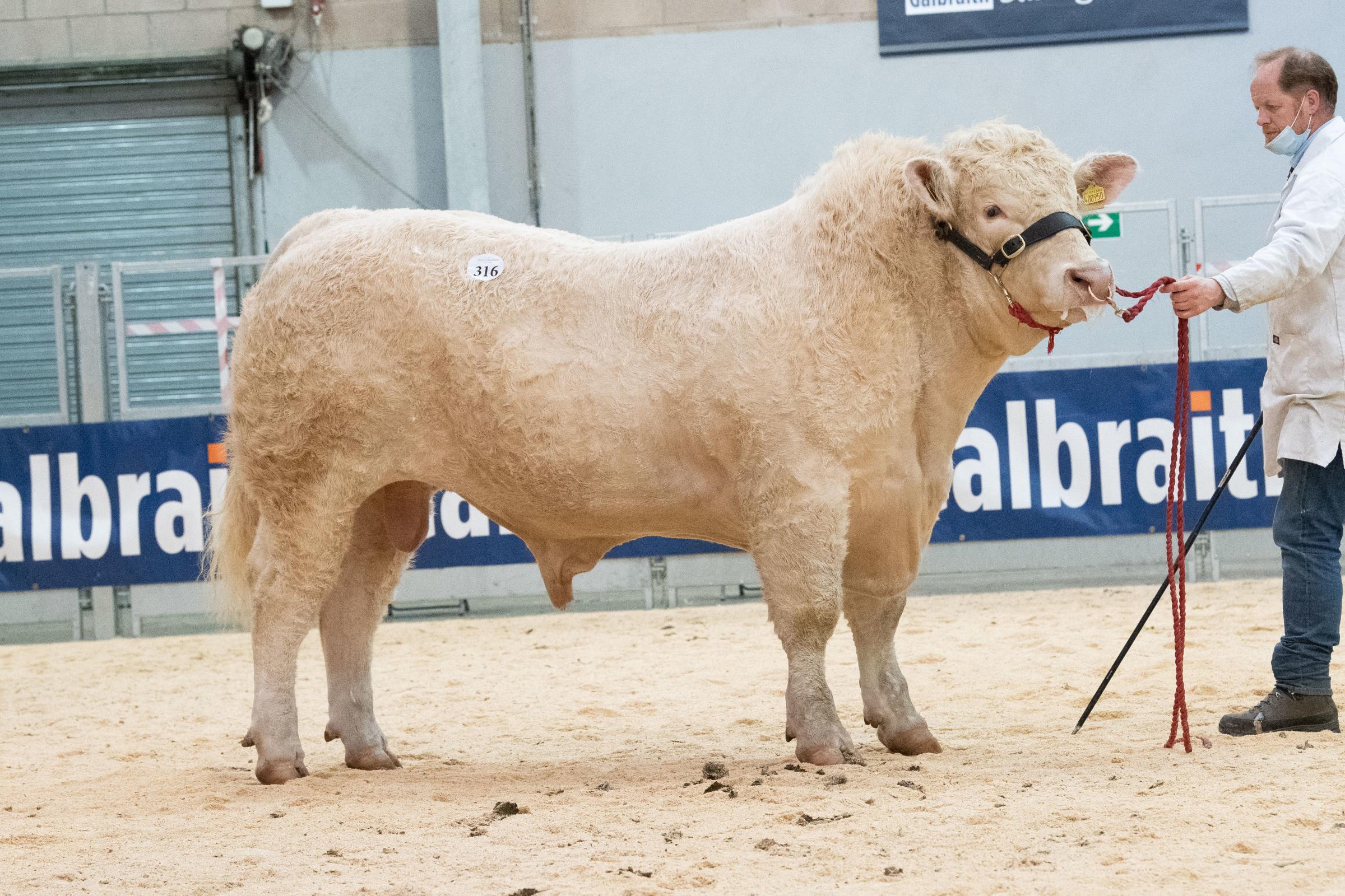 Goldies Paul from Hamish Goldie sold for 10,000gns Ref:RH280221466 Rob Haining / The Scottish Farmer...