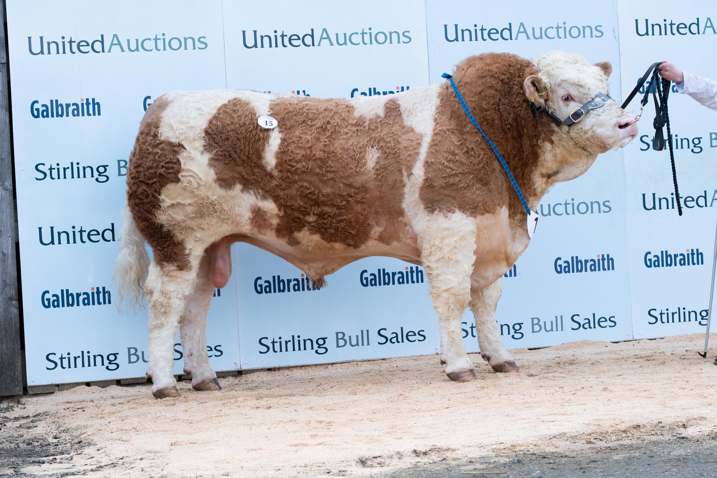 Second top price was 15,000gns paid for Backmuir Kraken from Reece and Andrew Simmers Ref:RH270221421 Rob Haining / The Scottish Farmer...