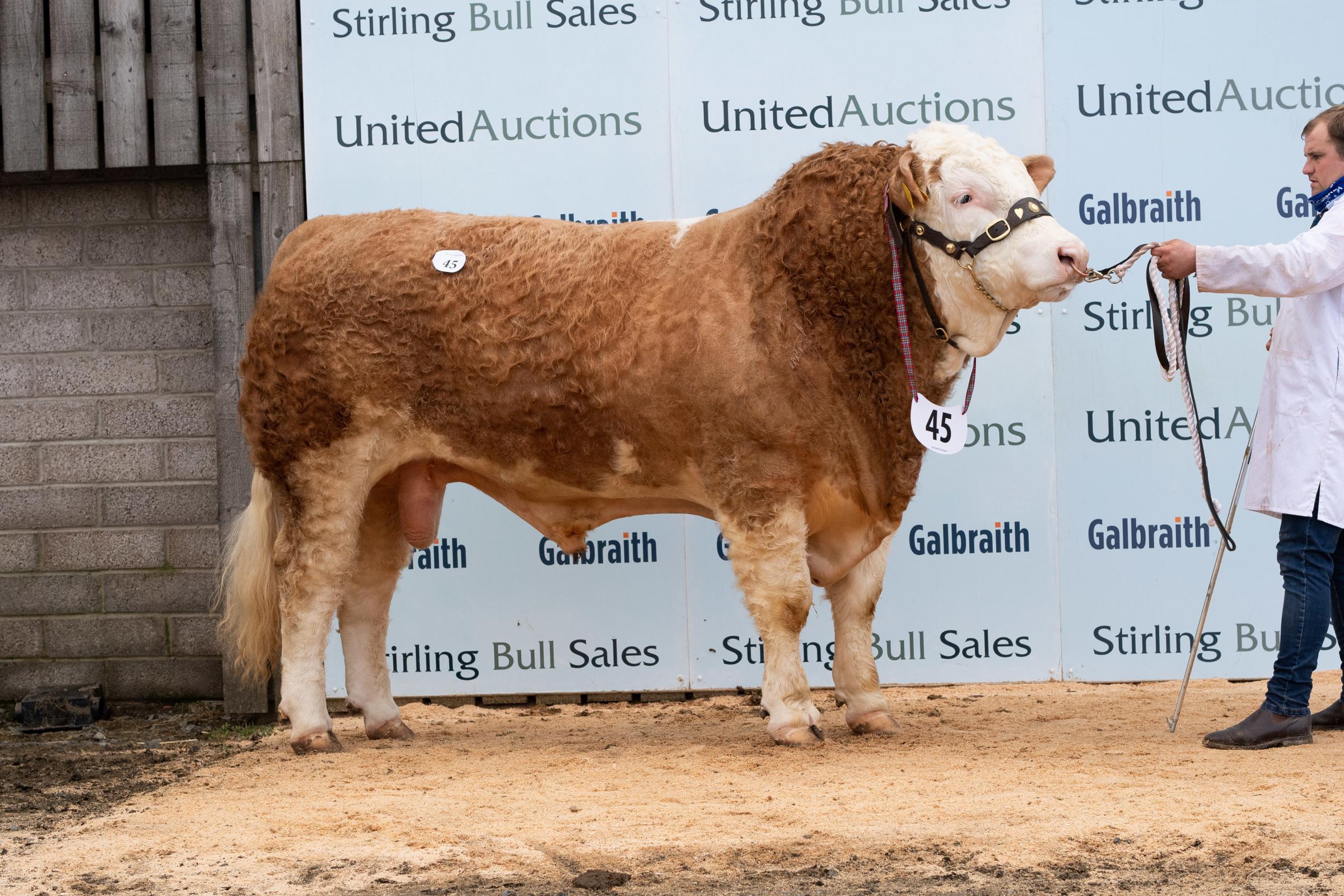 The Smiths sold Drumsleed Kingsman for 11000gns. Ref:RH270221431 Rob Haining / The Scottish Farmer...