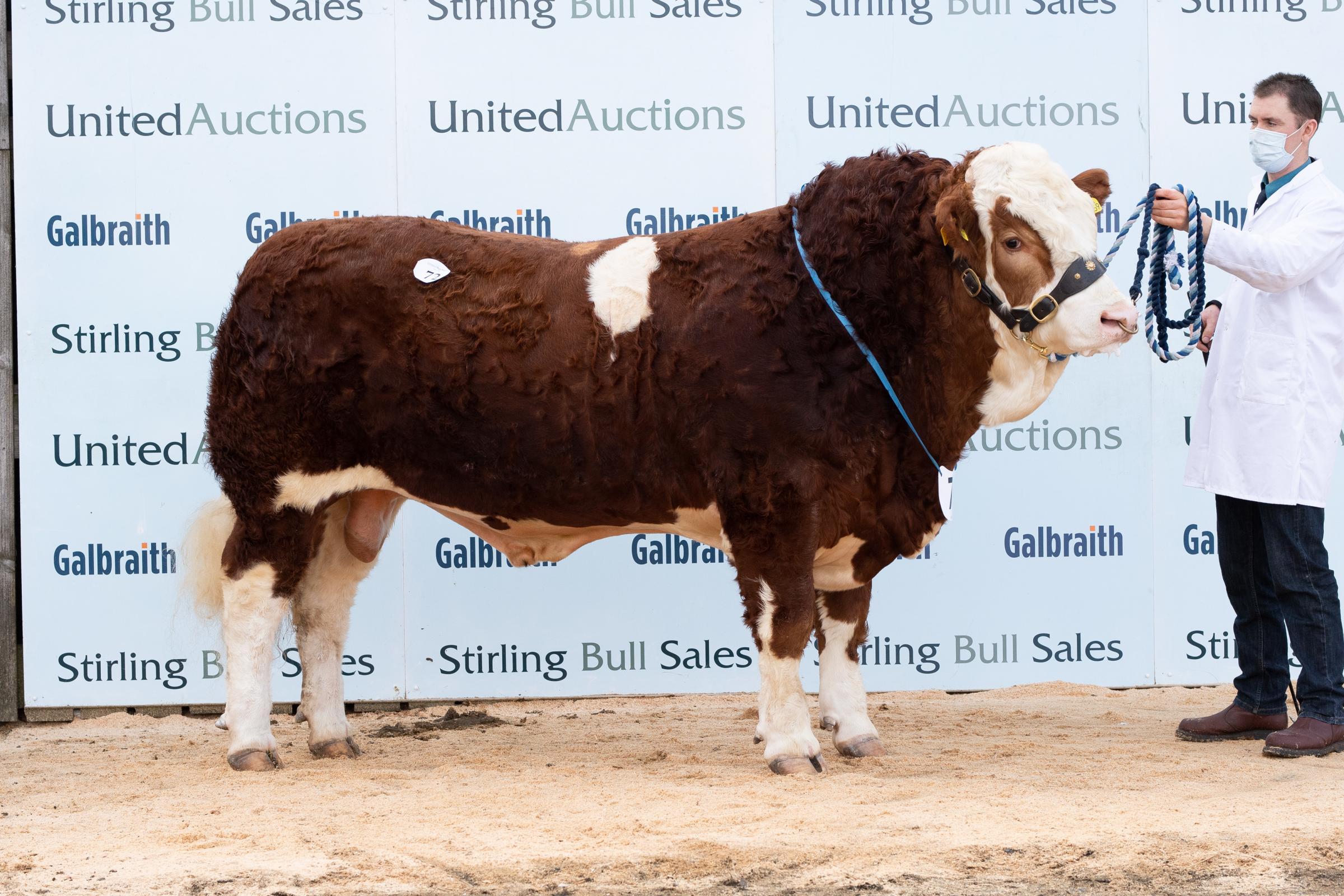 Saltire Kelso from J and G Houliston was one of several to make 8000gns. Ref:RH270221425 Rob Haining / The Scottish Farmer...