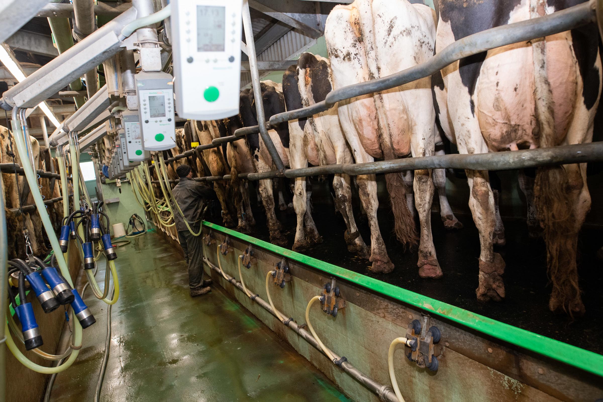  the cows go throught a 20:40 swing over parlour three times a day Ref:RH030321535 Rob Haining / The Scottish Farmer...