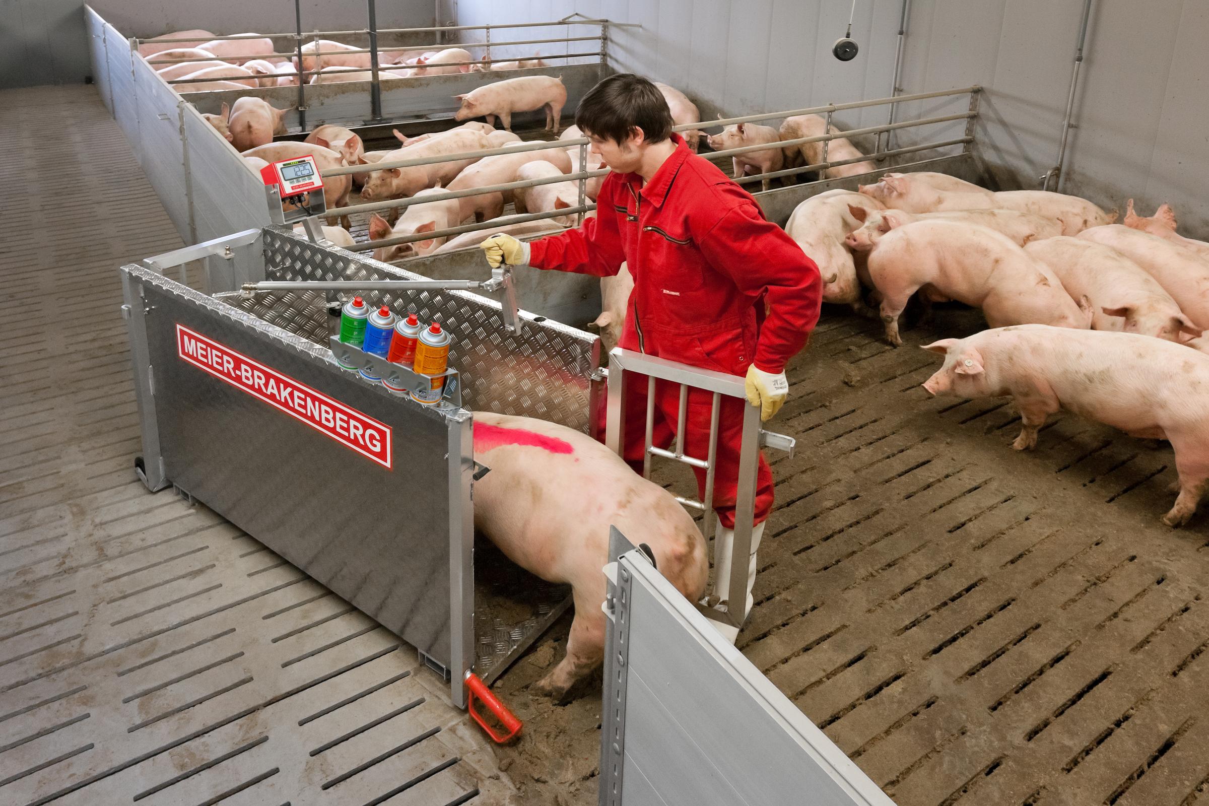 A new pig weighing crate made by Germany company Meier-Brakenberg