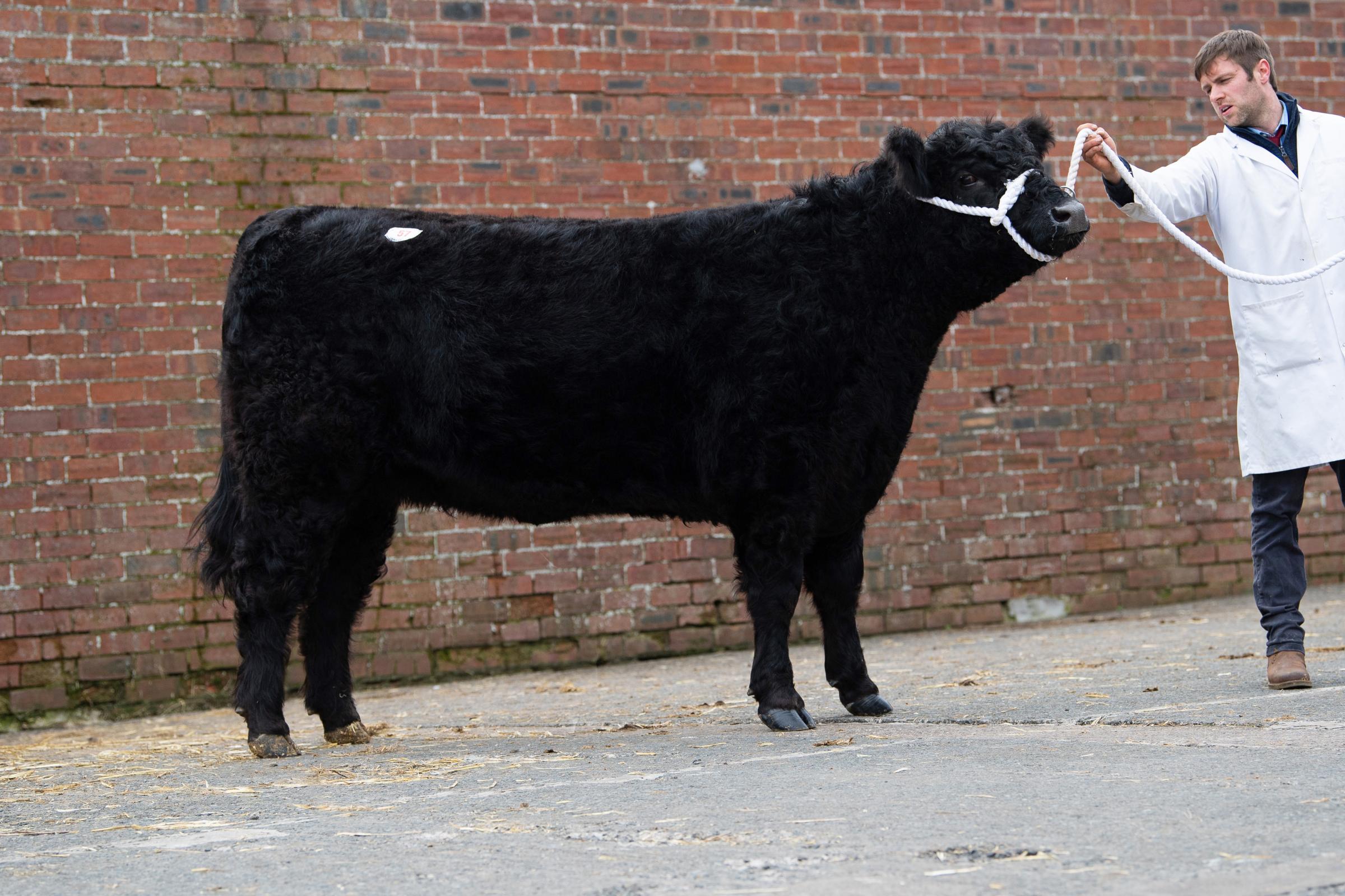 Blackcraig Joan from the Finlays sold for 7500gns Ref:RH060321616 Rob Haining / The Scottish Farmer...