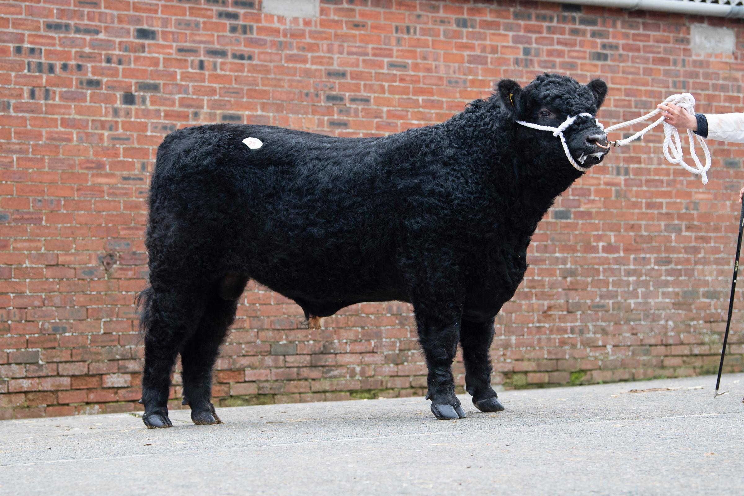 Blackcraig Bugsy Malone from the Finlay family sold for 7000gns Ref:RH060321614 Rob Haining / The Scottish Farmer...