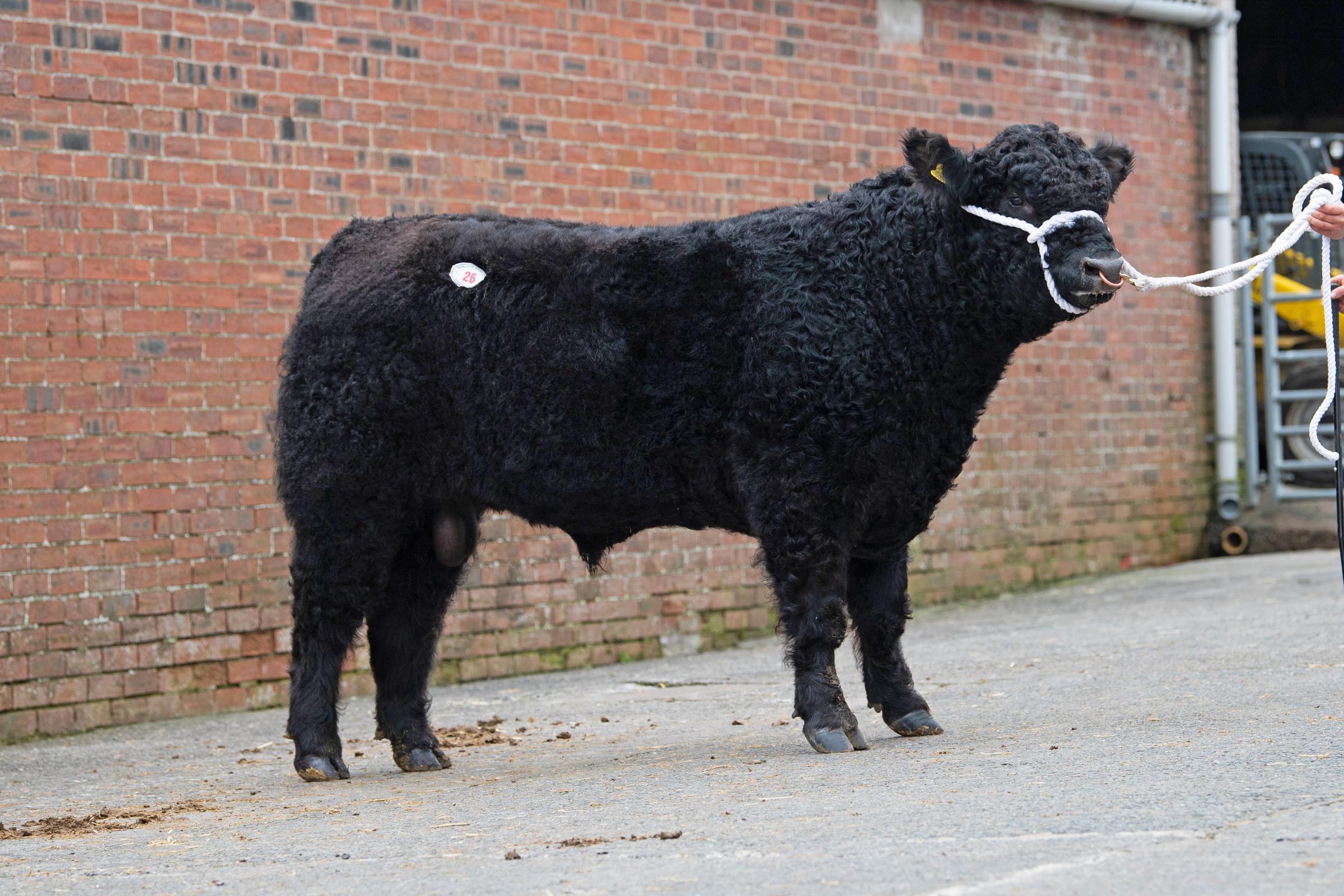  The Finlays sold Blackcraig Big Bear for 6500gns Ref:RH060321613 Rob Haining / The Scottish Farmer...