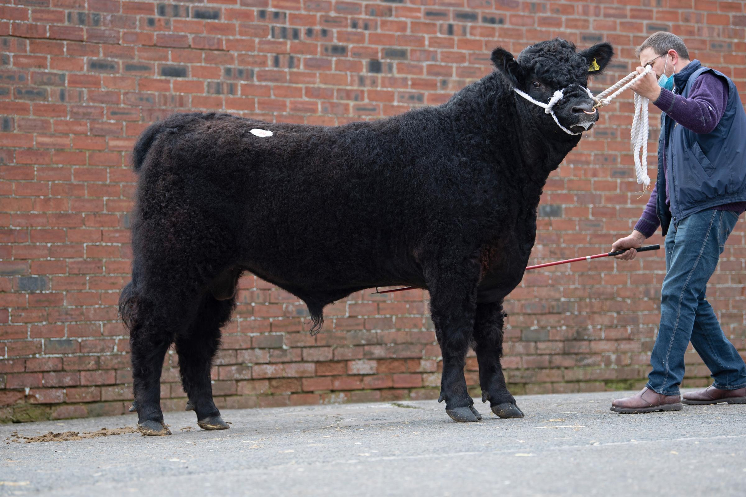 Wallace Family sold Dynamite of Over Barskeoch for 5200gns Ref:RH060321607 Rob Haining / The Scottish Farmer...