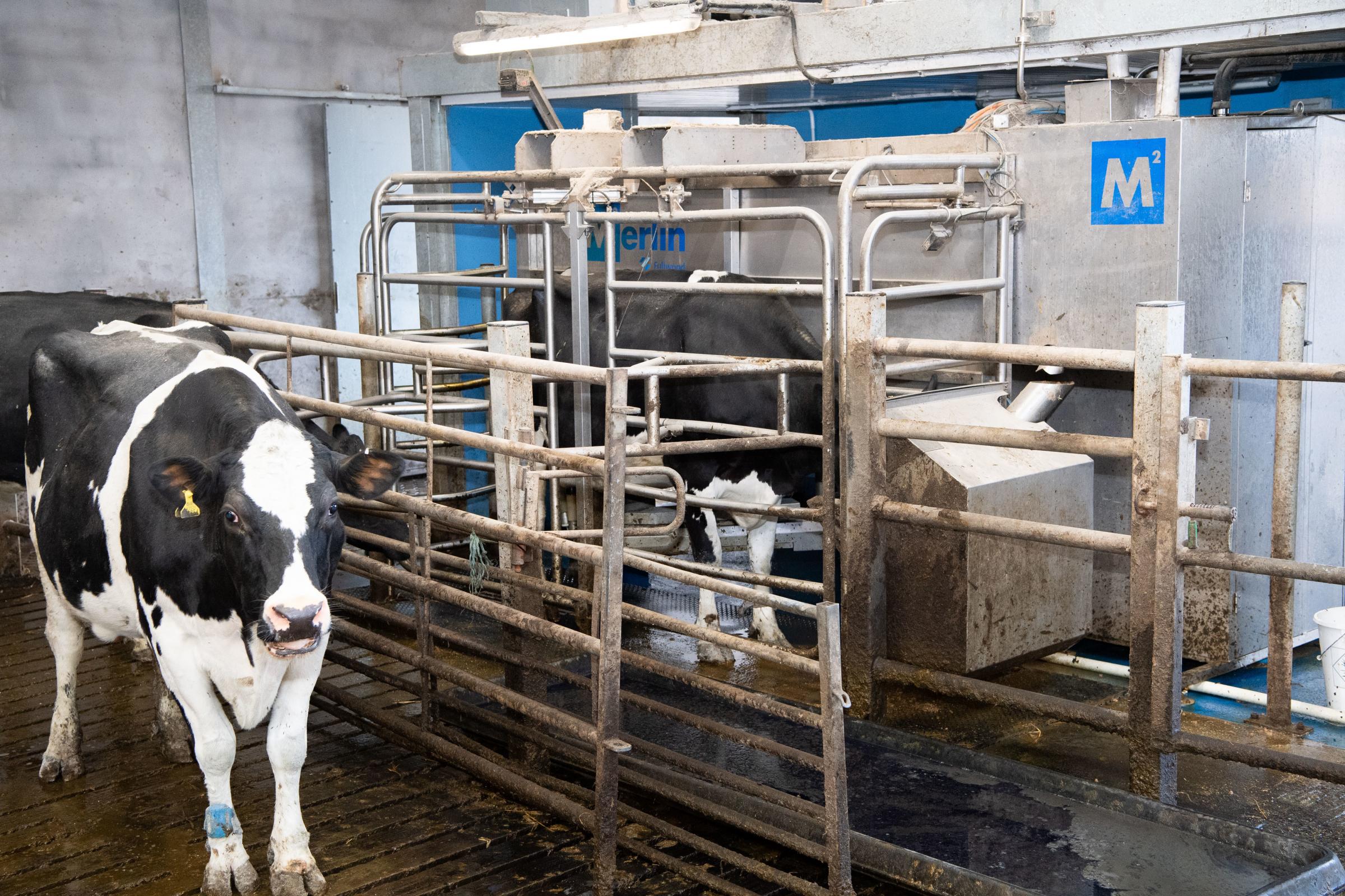 With the robots allowing the cows to produce more milk and releasing the Blacks from the time-consuming milking routine Ref:RH050321554 Rob Haining / The Scottish Farmer...