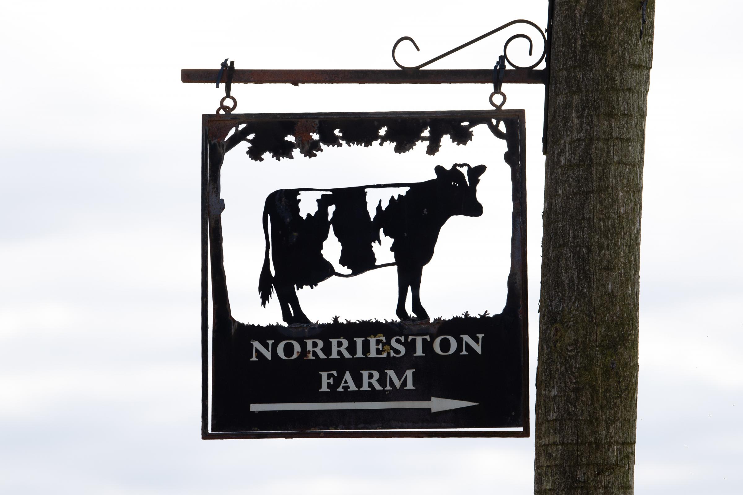 Norrieston home to Black family and their Holstein Freisan herd Ref:RH050321583 Rob Haining / The Scottish Farmer...