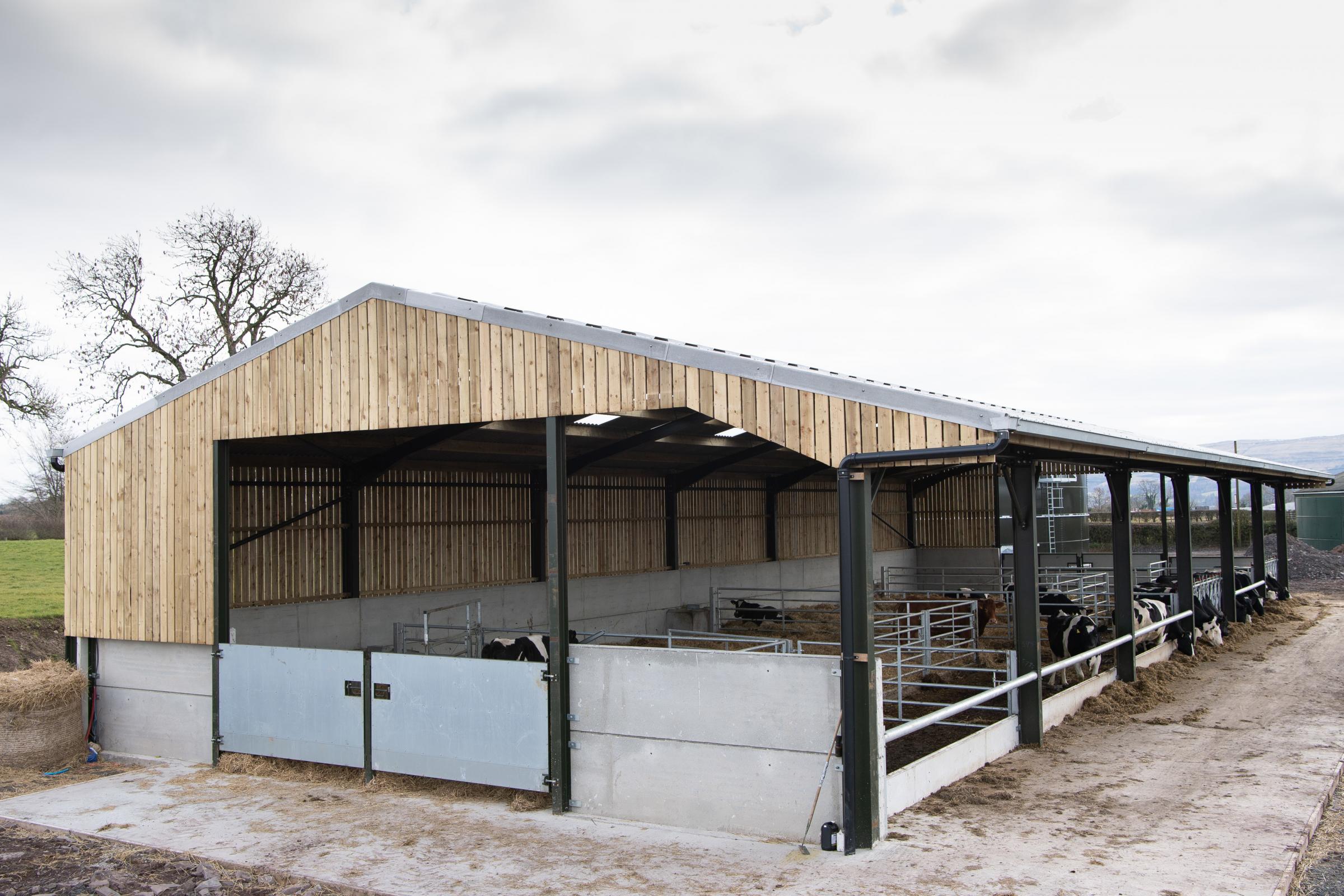 new shed that was built to house the dry cows and some young stock at Norrieston Ref:RH050321573 Rob Haining / The Scottish Farmer...