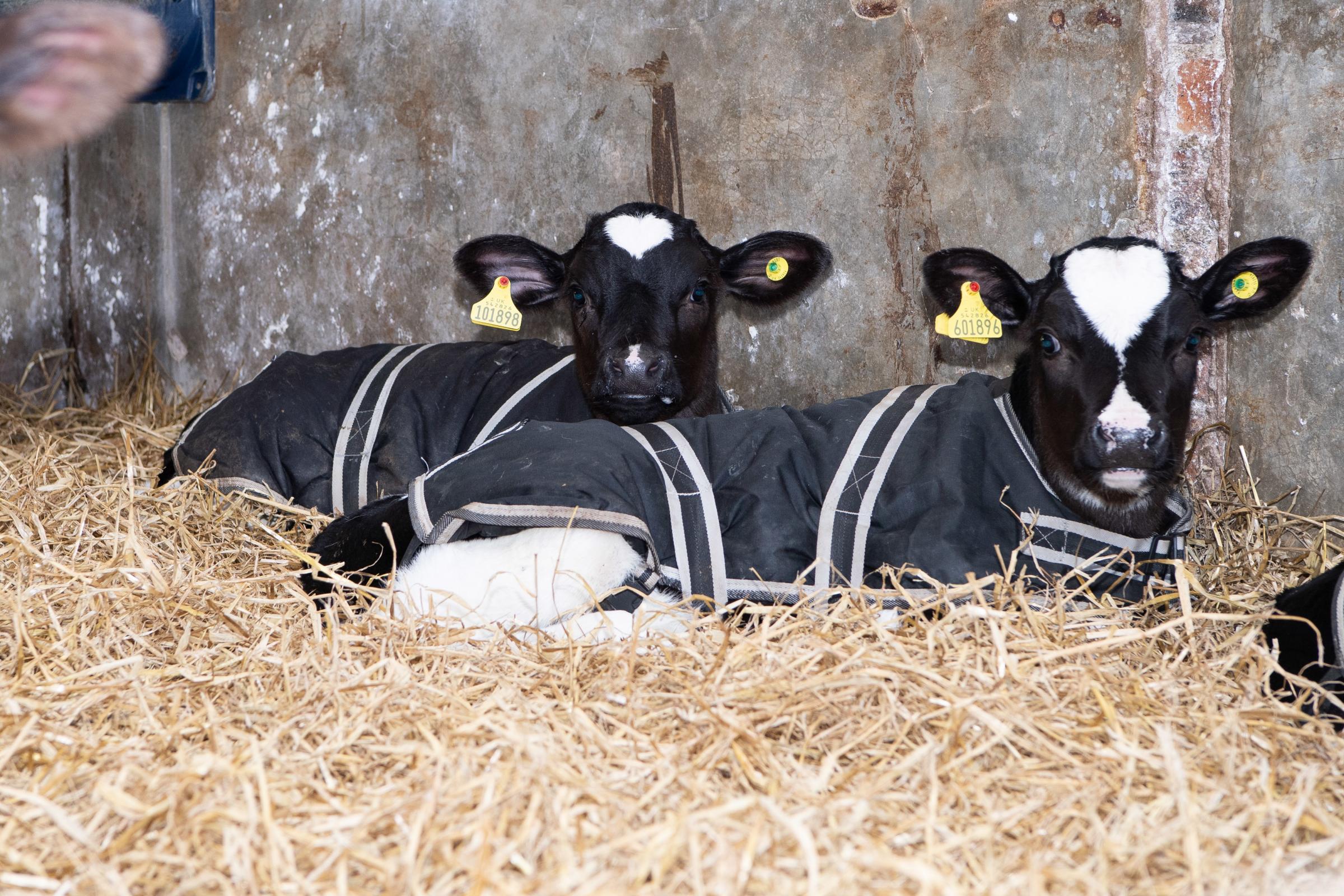 from day one new born calves are put in cosy calf jacket for the better conversion of energy to growth rather than warmth Ref:RH050321543 Rob Haining / The Scottish Farmer...