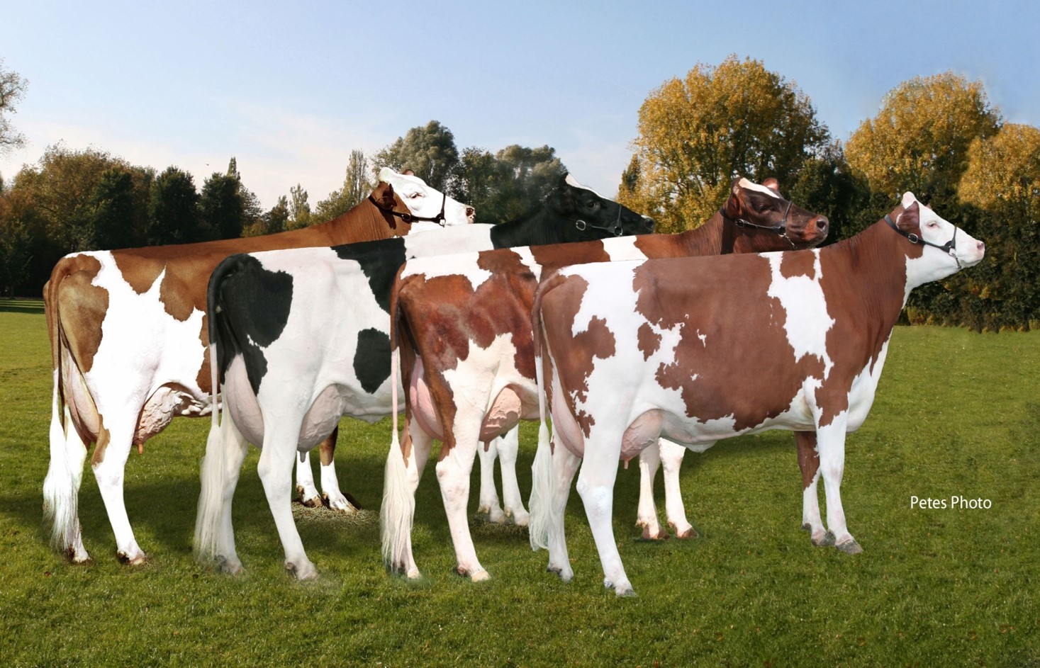 Three-way cross of ProCross cattle involves the Holstein, Viking Red and Montbeliarde