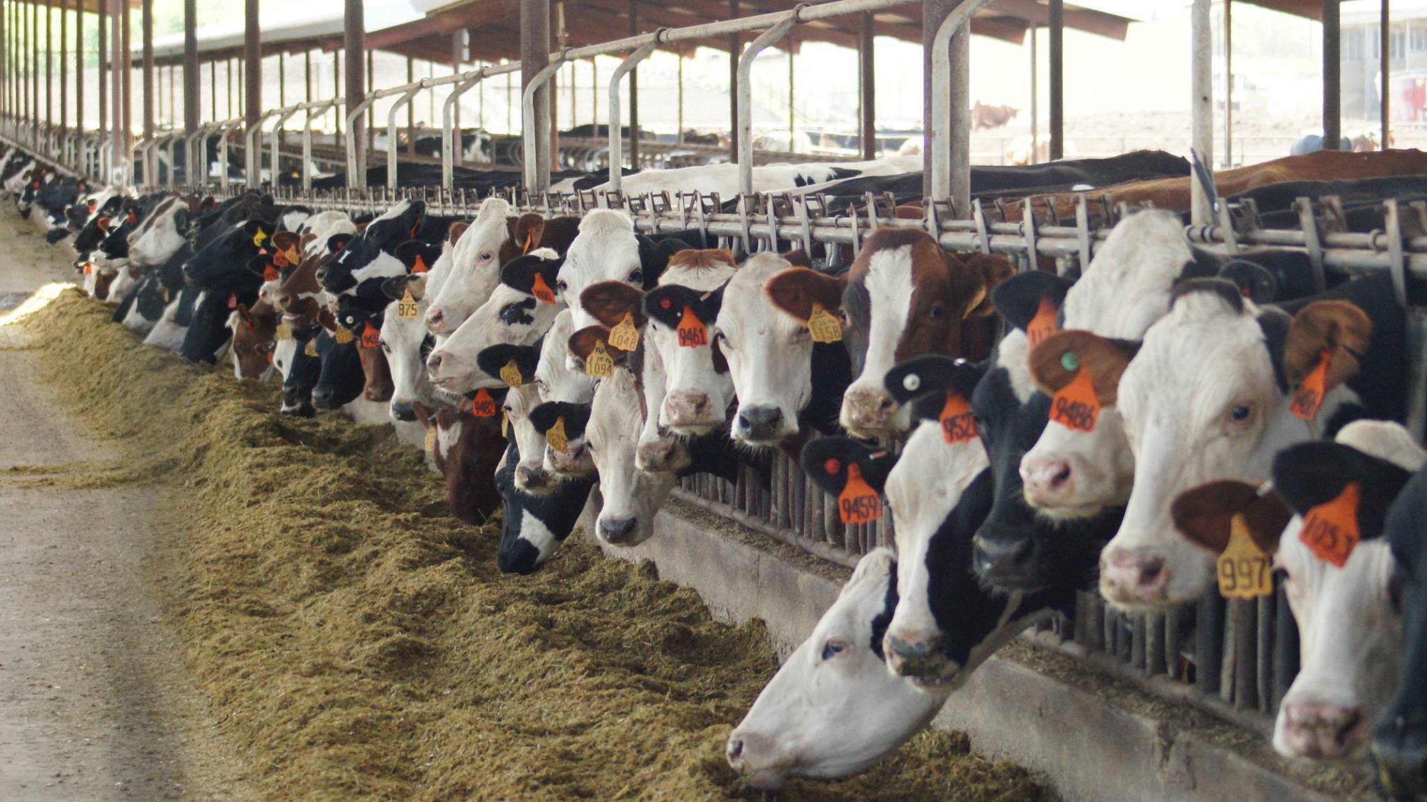 Some 3550 cattle were involved in the 10-year trial to find out the benefits of heterosis in dairy cattle 