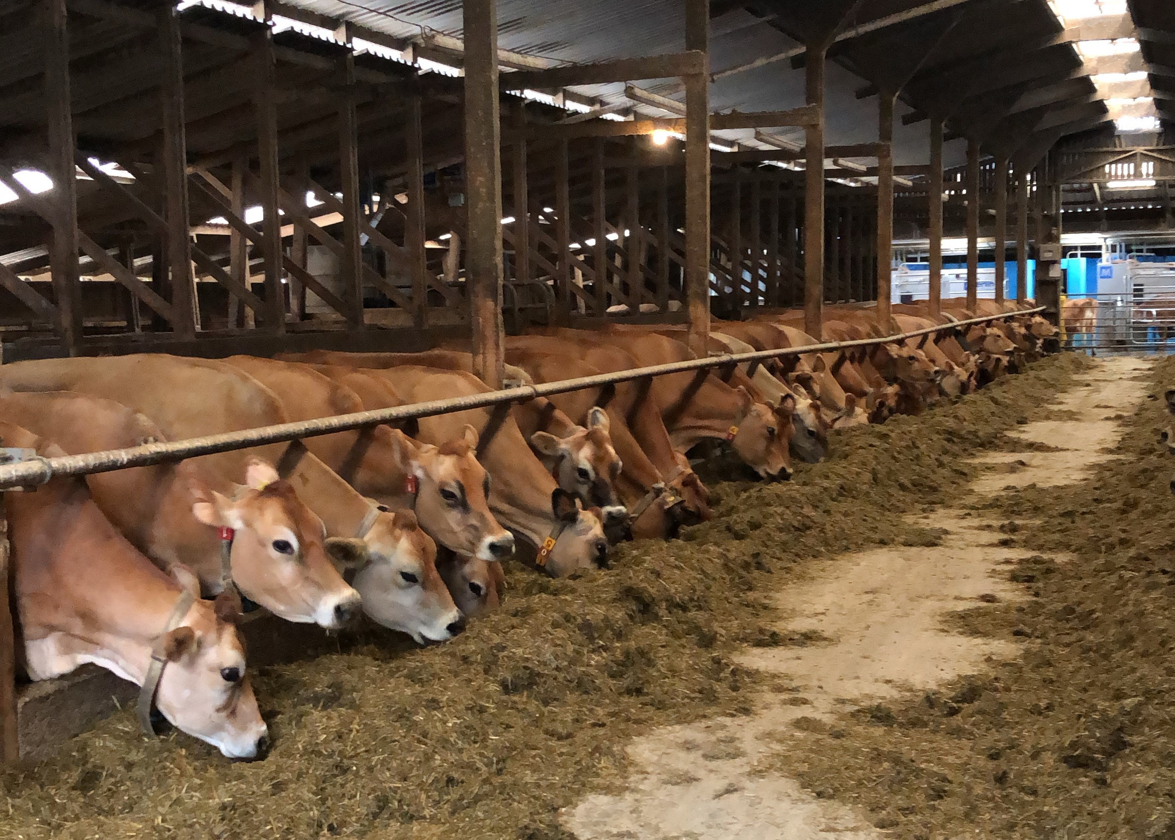 The Jersey herd tuck into their winter rations and since moving on to robot milking have significantly upped production and reduced vets bills