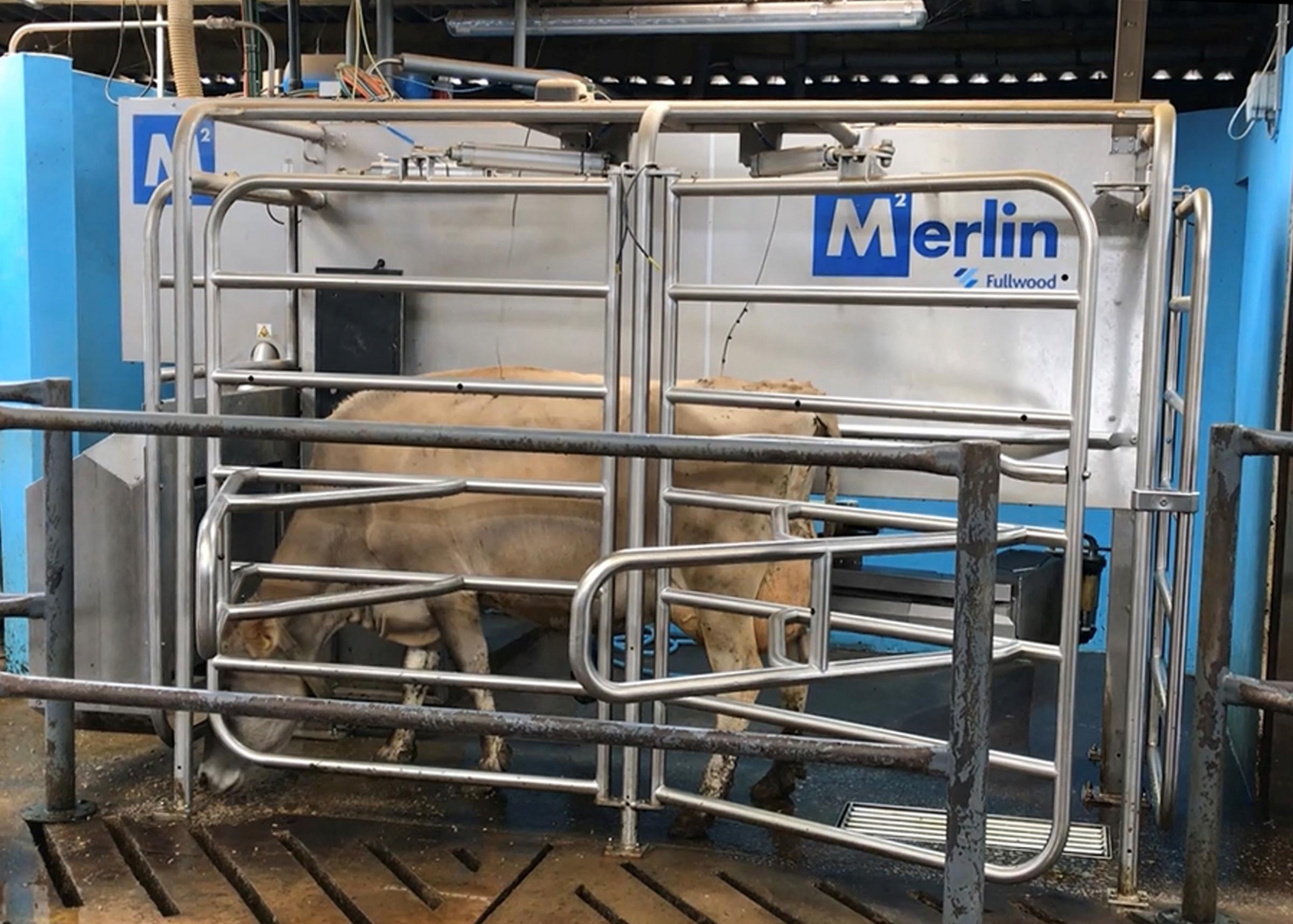 Visitors to the on-farm cafe shop can also see the cows milking themselves in the Merlin2 robots