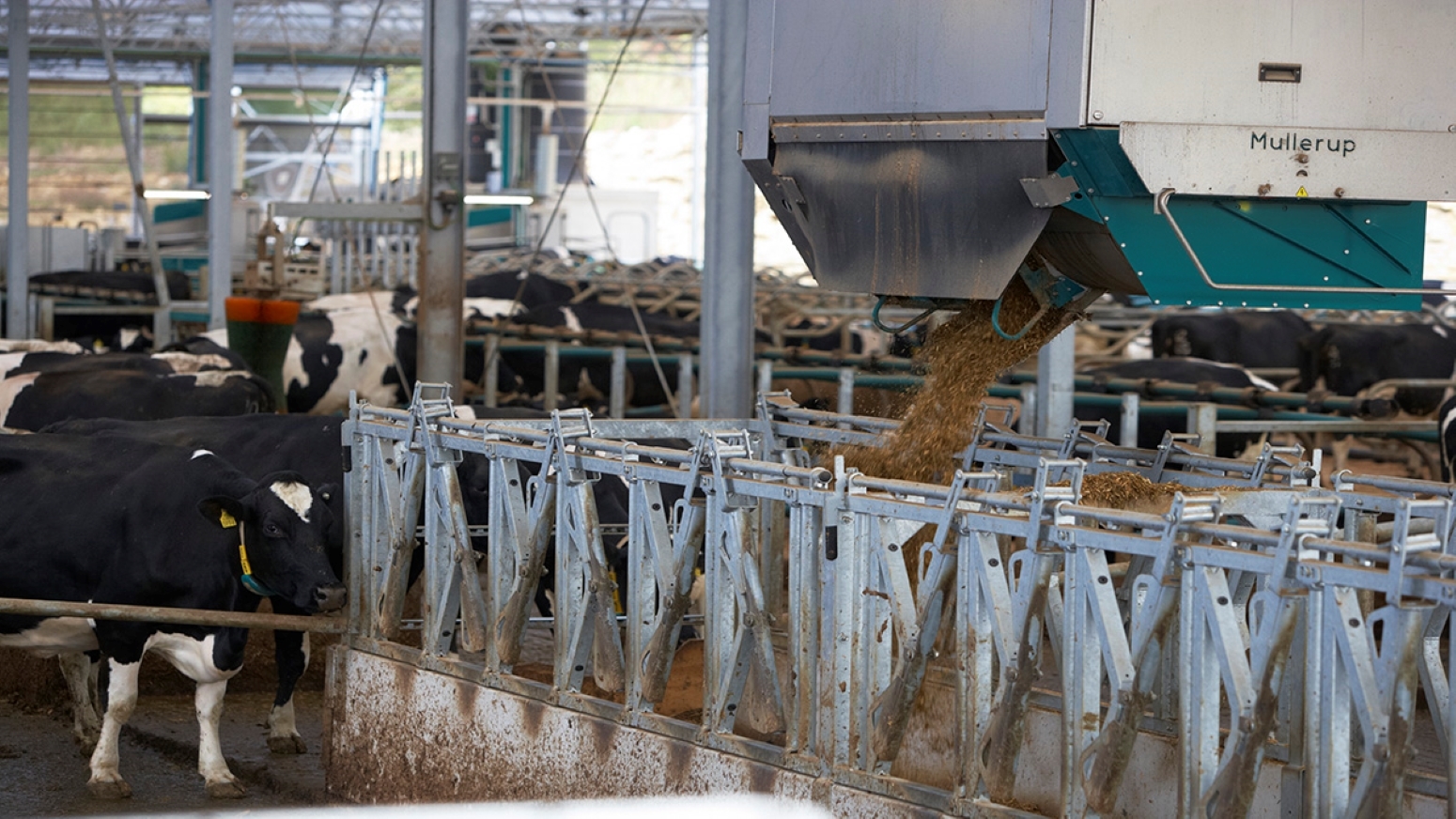All kinds of automated new technology, like this feeding system, plays a role in the new S-W Dairy Centre