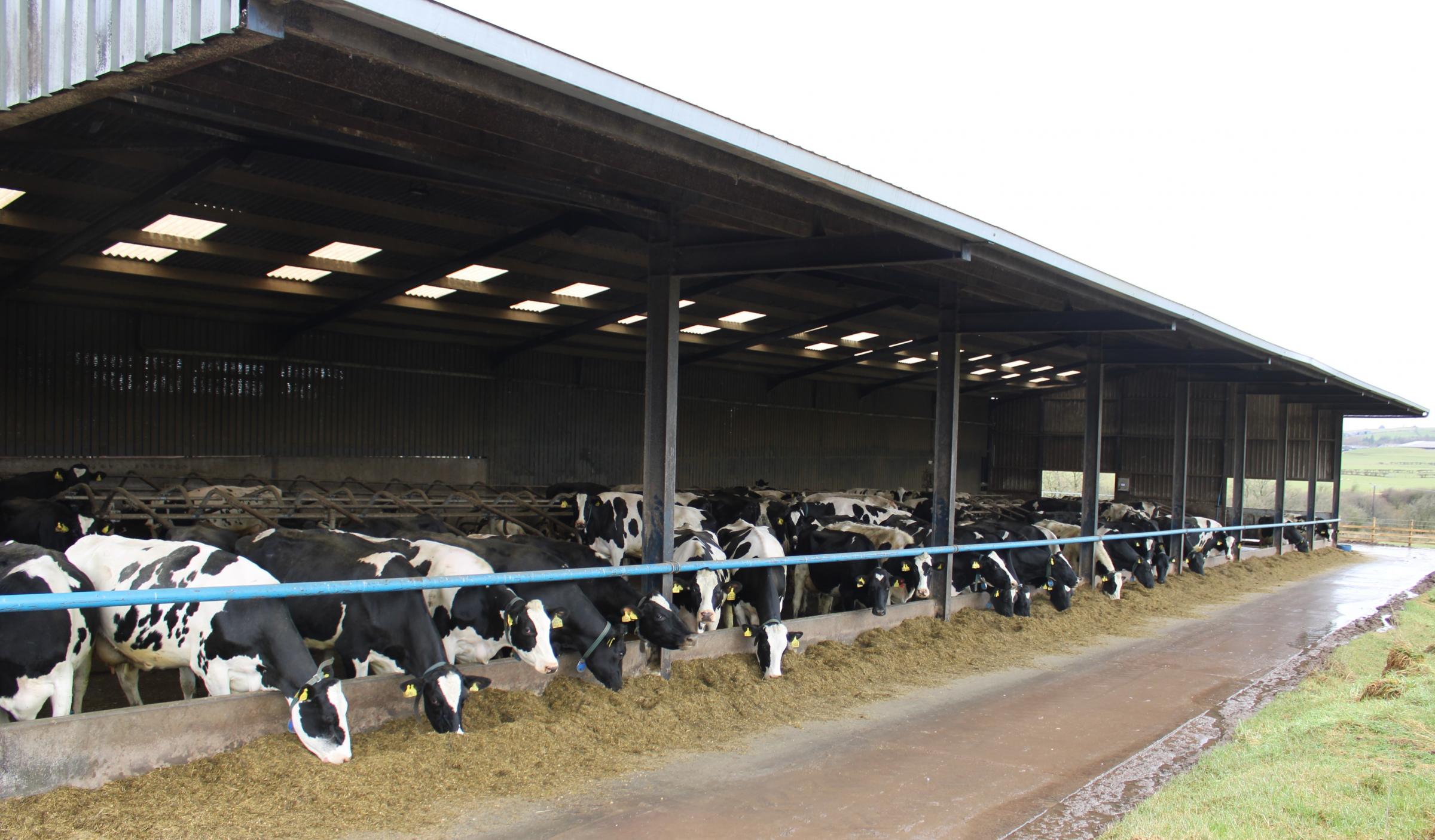 Cow herd numbers have grown considerable at Meinside in the past few years