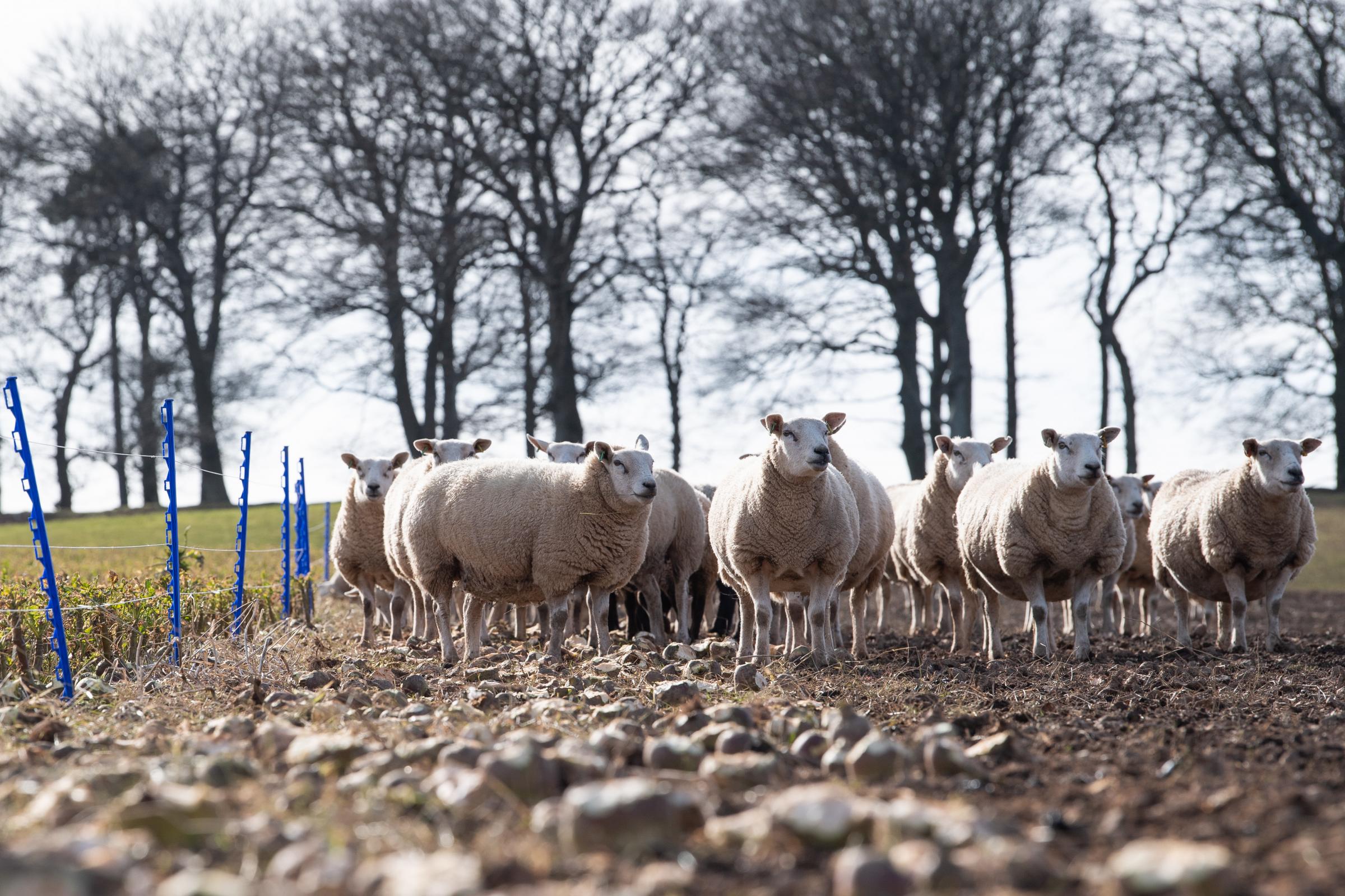 Stud ewes overwinter on swedes to keep them in condition for lambing time Ref:RH16032143 Rob Haining / The Scottish Farmer...