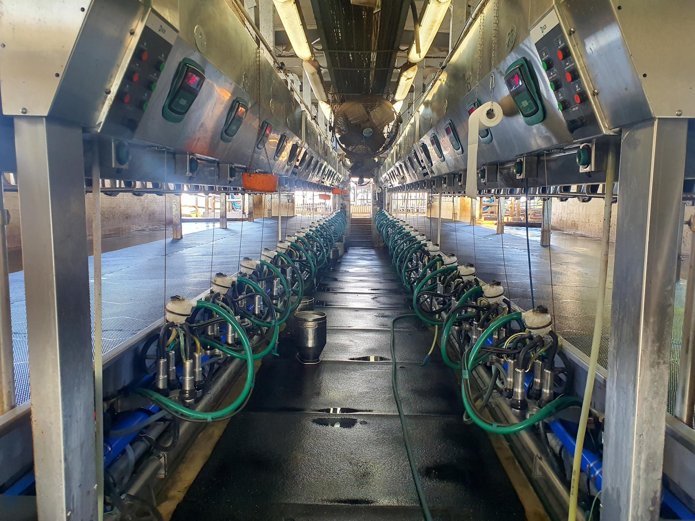 Cows are milked three times per day in a 44 unit rapid exit parlour.