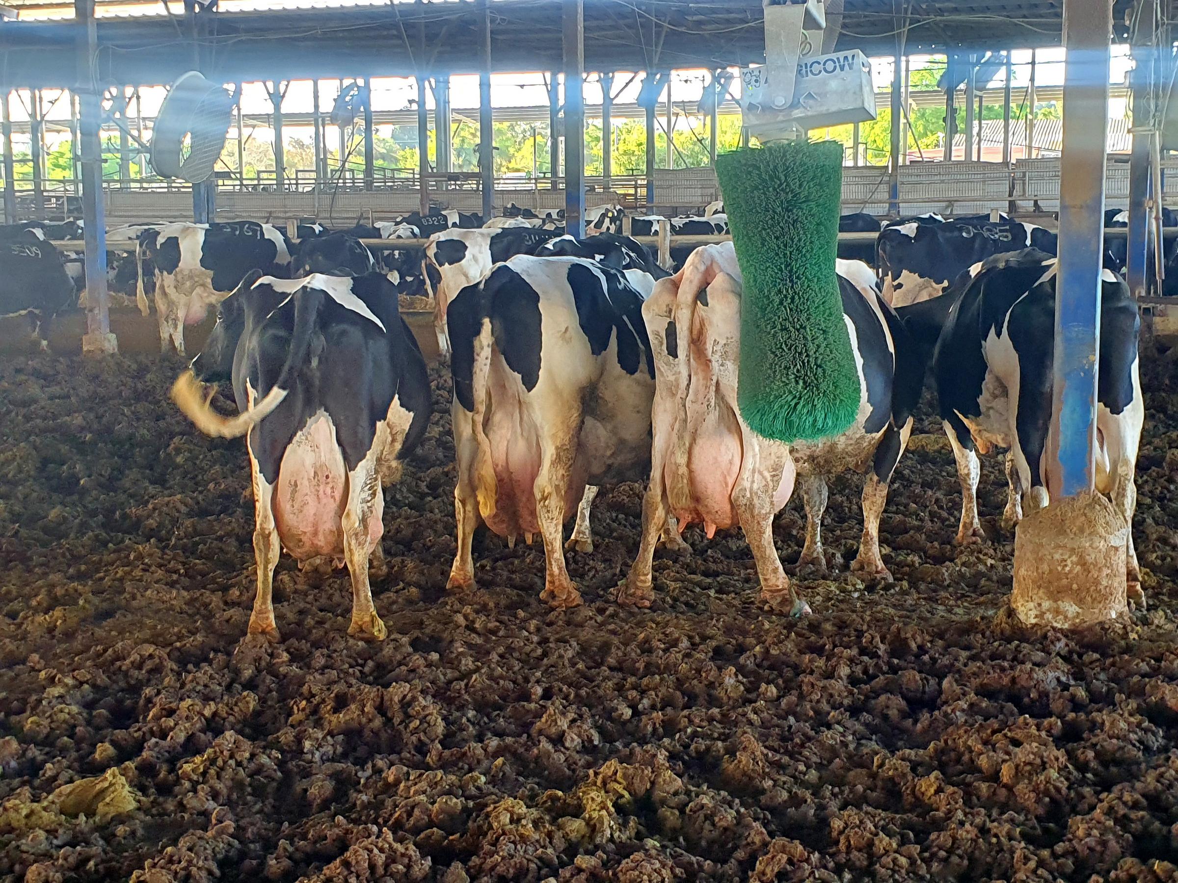 Cows give an average yield of 12,500 litres per 305-day lactaction.