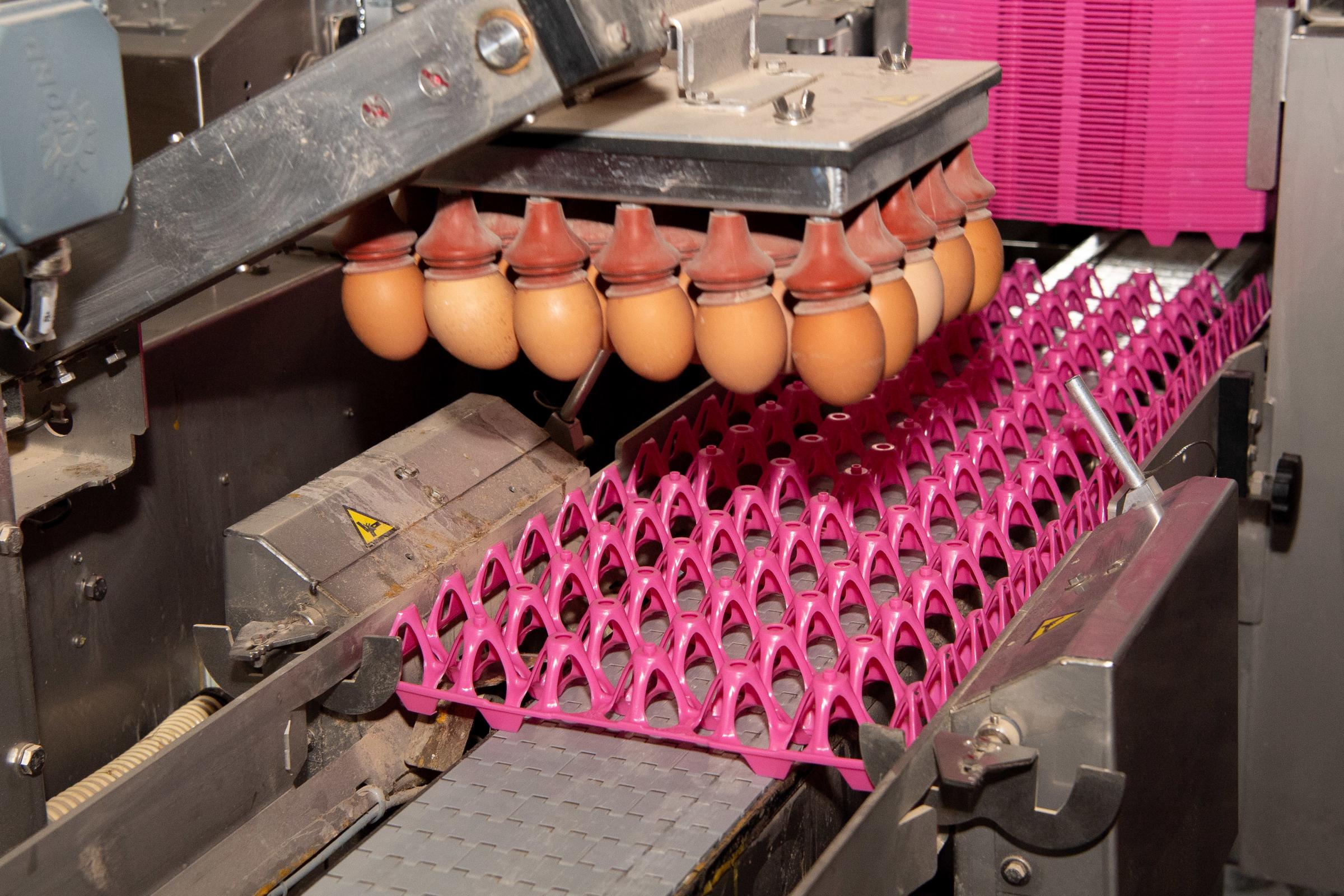 Gentle handling, eggs are place on trays with pneumatic sucker Ref:RH210321148 Rob Haining / The Scottish Farmer...