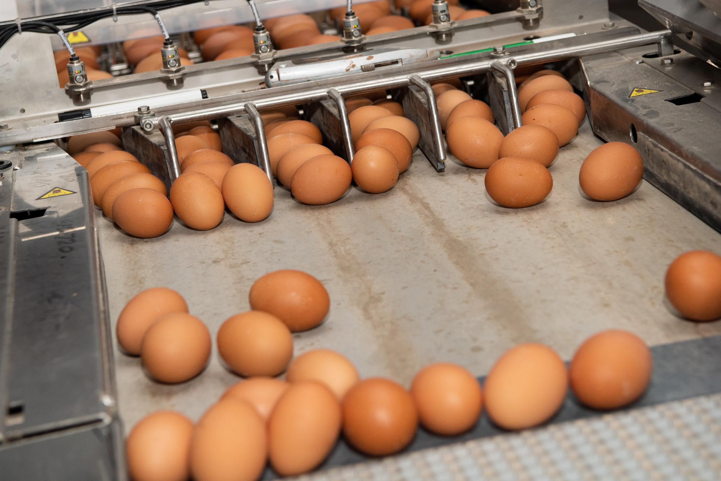 eggs getting sorted so they can be placed on the trays and stacked Ref:RH210321147 Rob Haining / The Scottish Farmer...