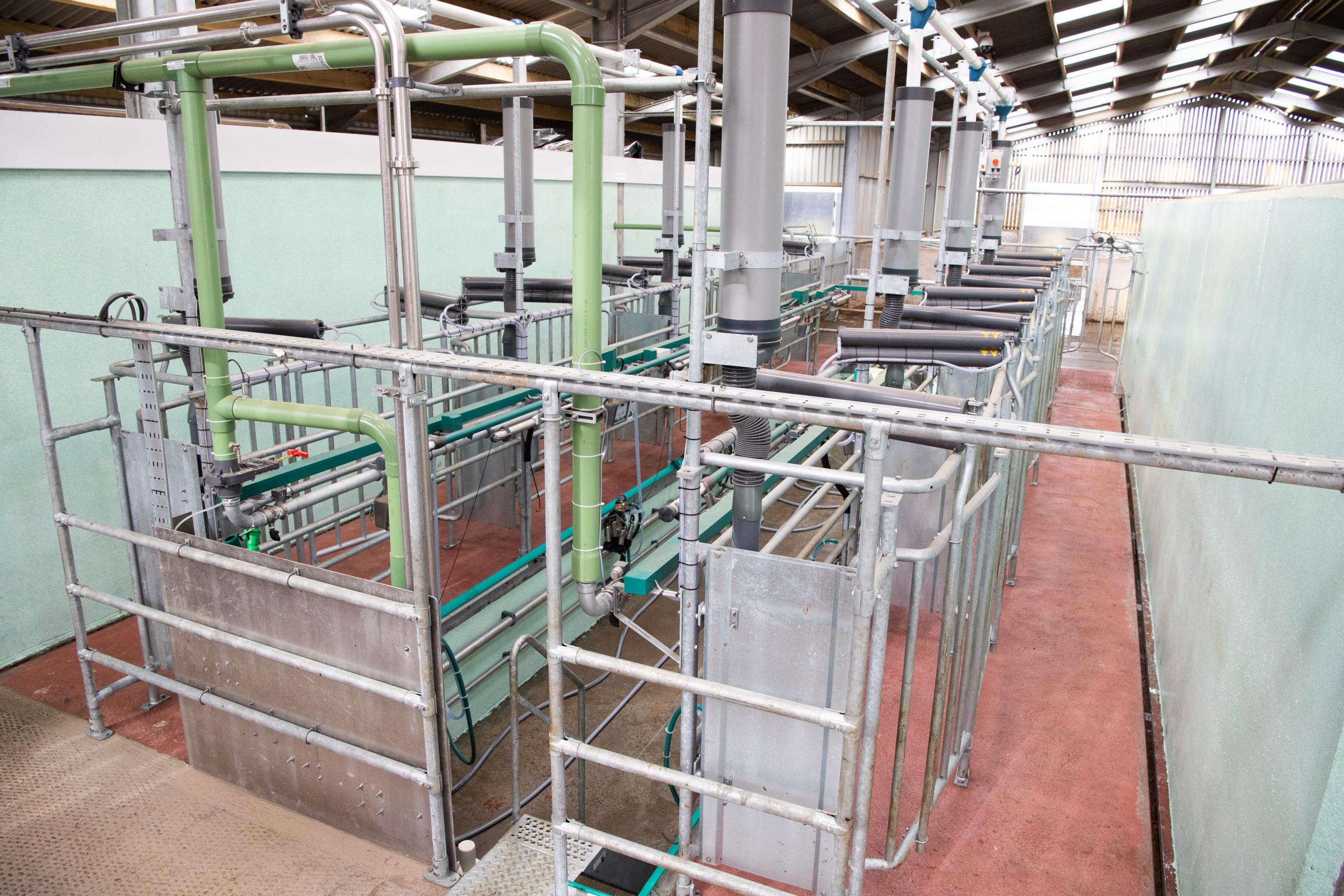 In the tandem parlour there are eight units, and the buffalo are milked head to tail in individual stalls which allows greater space for their horns Ref:RH220321160 Rob Haining / The Scottish Farmer