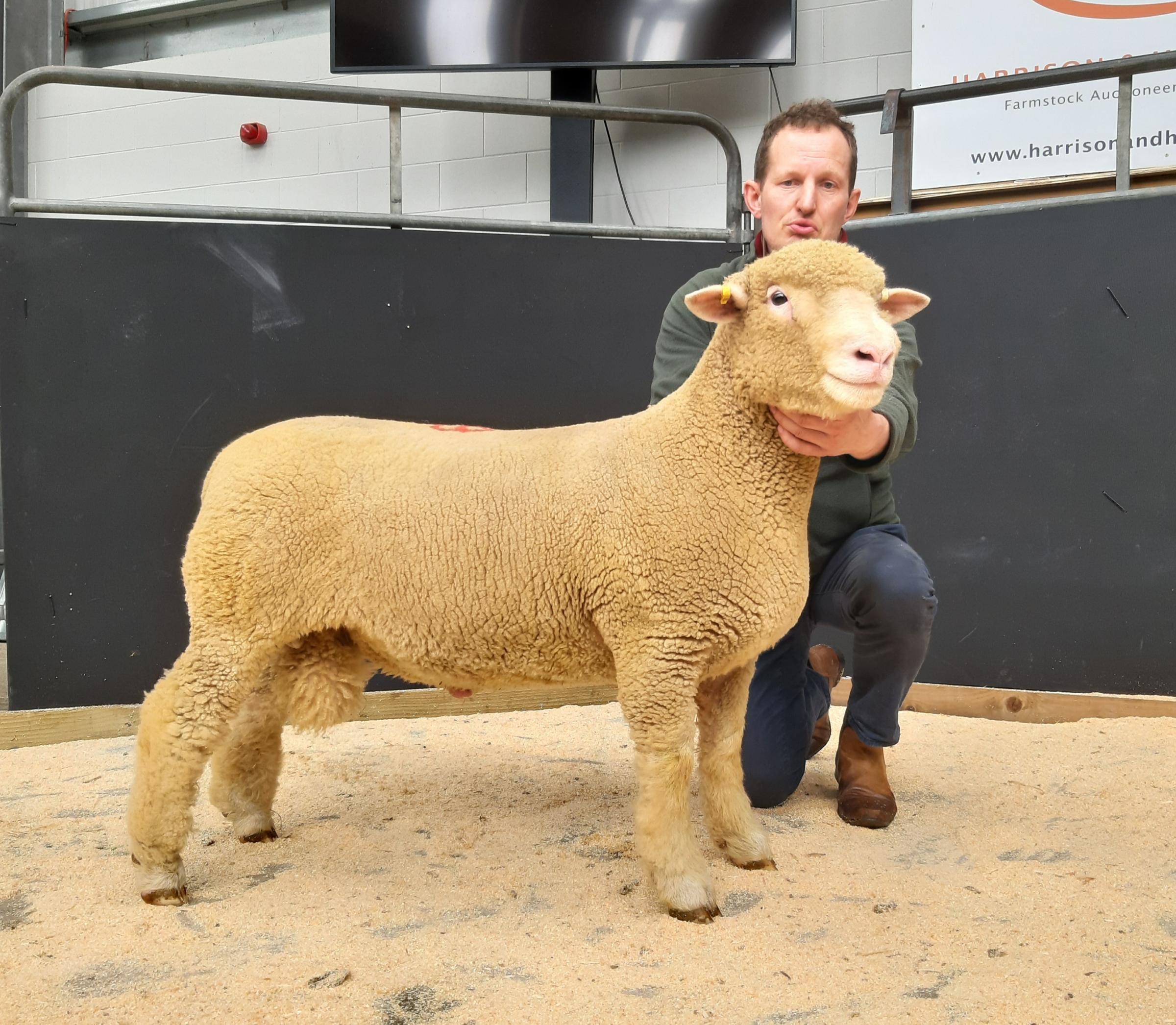 Joint sale leader at 2000gns was Pembroke Deep Pockets from D Lewis 