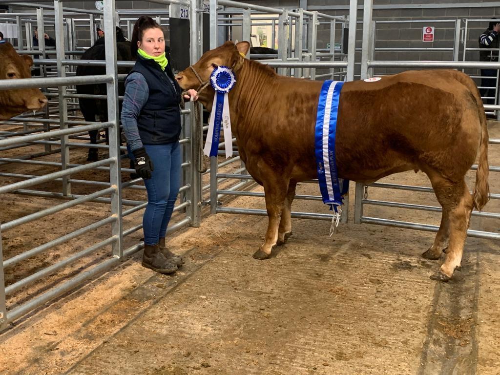 Reserve champion was this Limousin heifer from Hayley Mitchell, Morpeth
