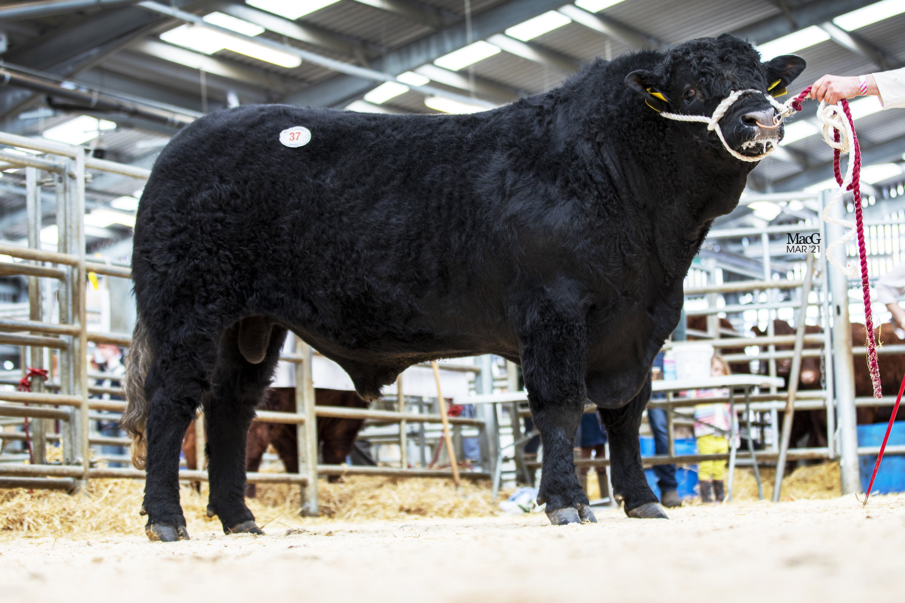 This Saler bull, Rigel O’Toole Blk sold for 3200gns 